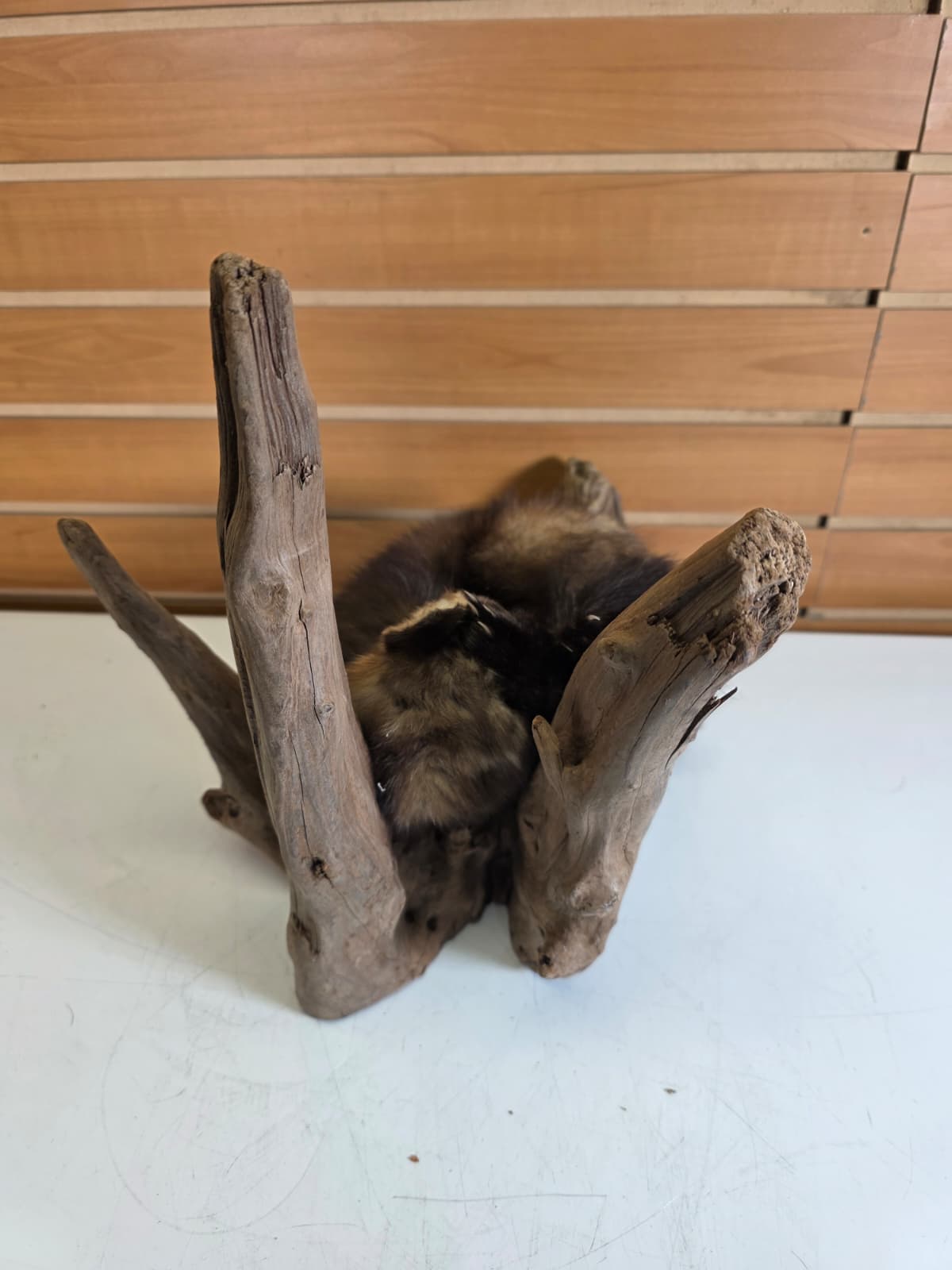 Fhck155 - Taxidermy Marten full body mount