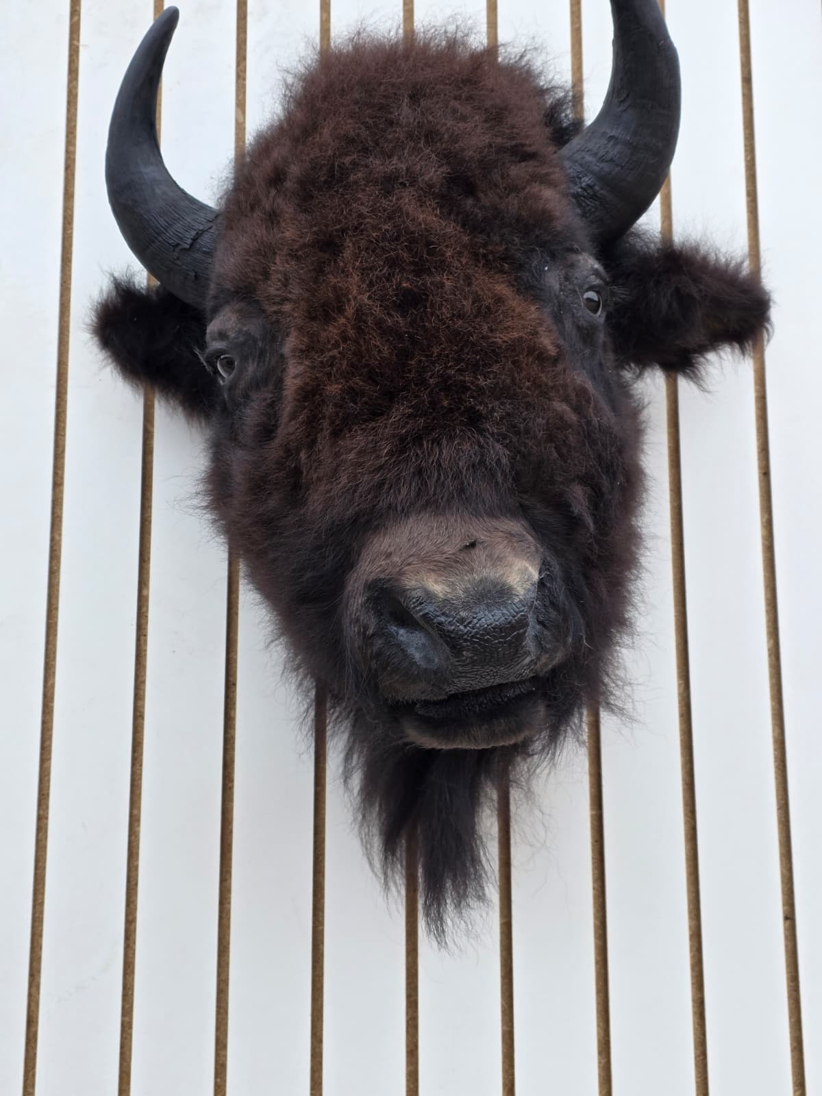 Fhbf5 - Real Buffalo / Bison neck Head Taxidermy Mount New
