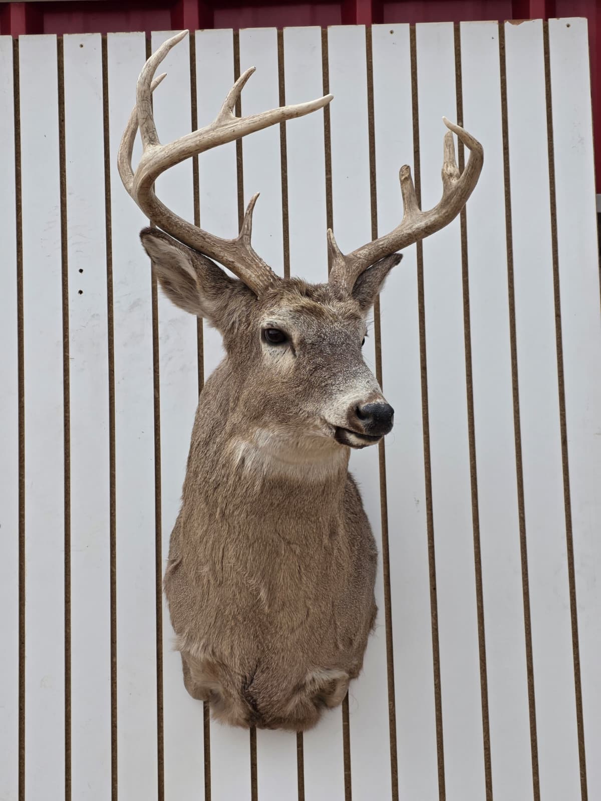 Drmq105 - White-Tailed Deer Shoulder Mount – Taxidermy Wall Display