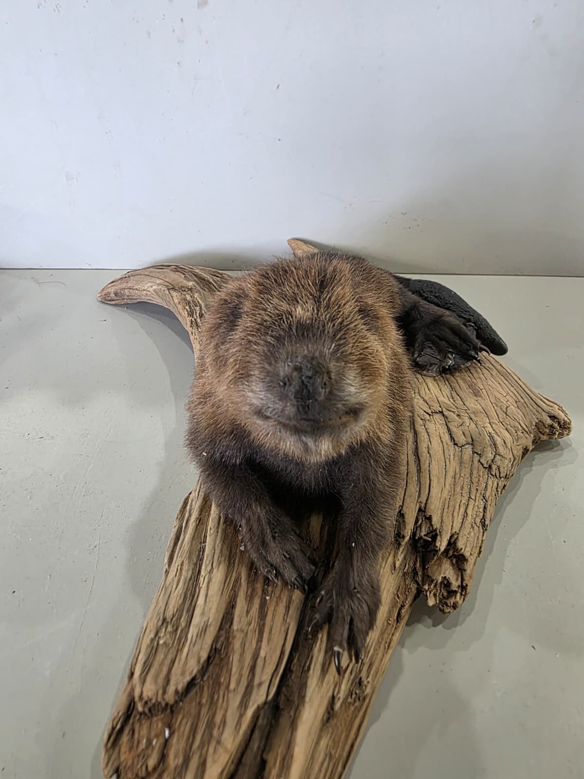 Fhck167 - Baby Beaver Taxidermy Mount – Lifelike Woodland Display