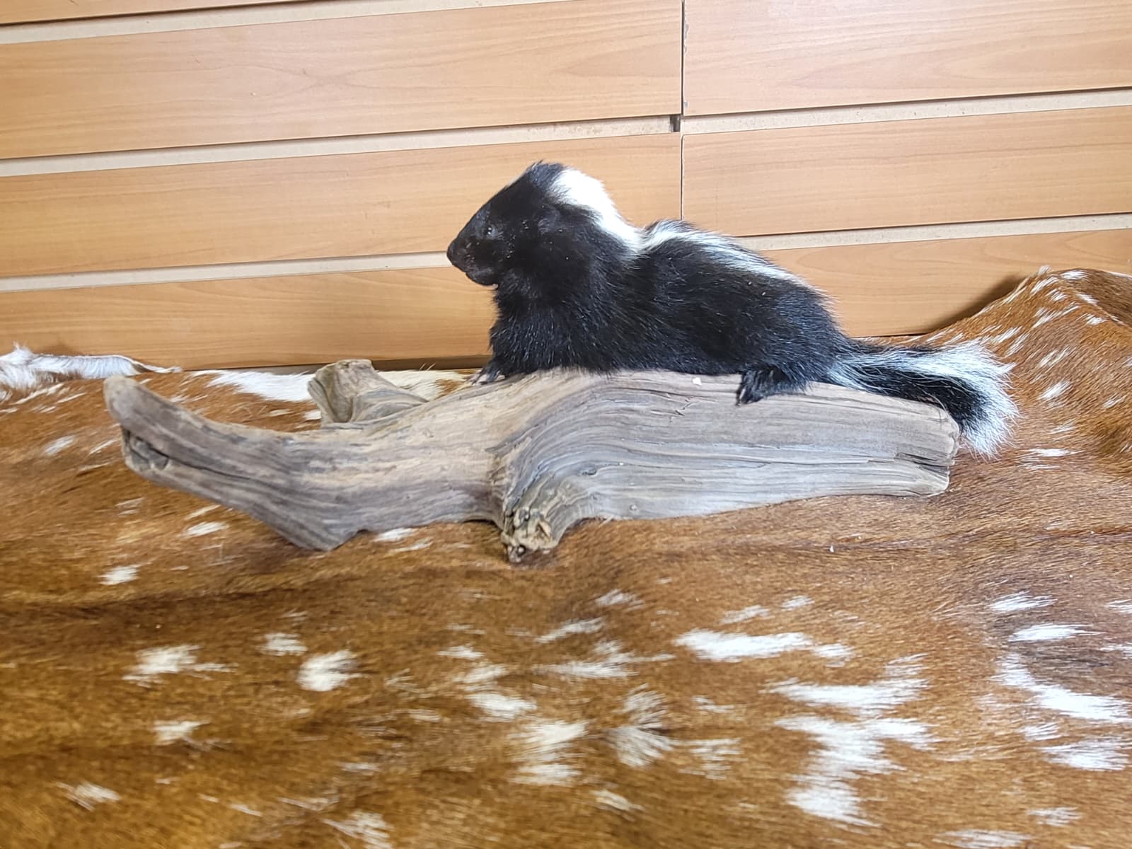 FHSKU312 - Full-Body baby Skunk Taxidermy Mount