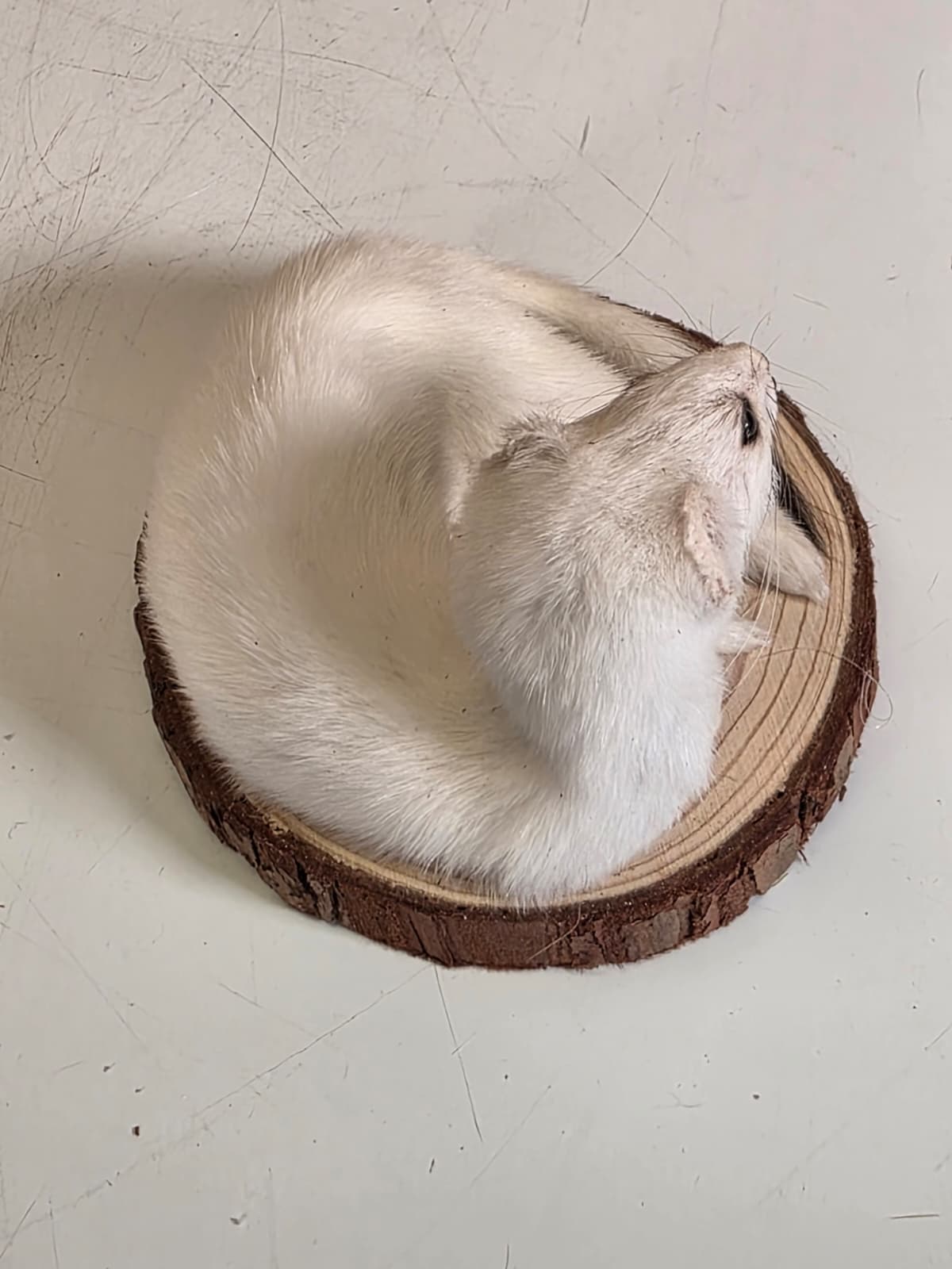 Fhck158 - Beautiful Adorable Weasel Ermine Small Animal Taxidermy