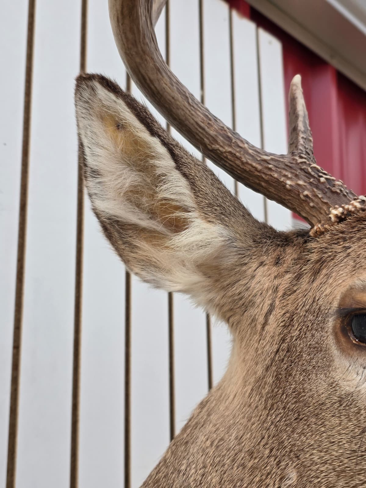 Drmq104 - White-Tailed Deer Shoulder Mount – Taxidermy Wall Display