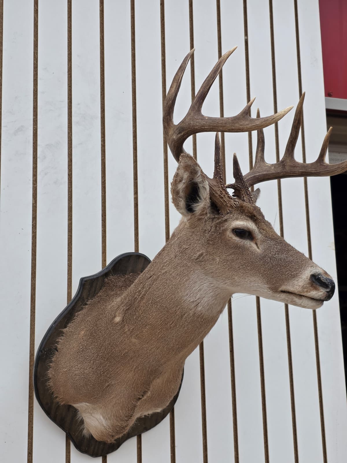 Drmq110 - White-Tailed Deer Shoulder Mount – Taxidermy Wall Display