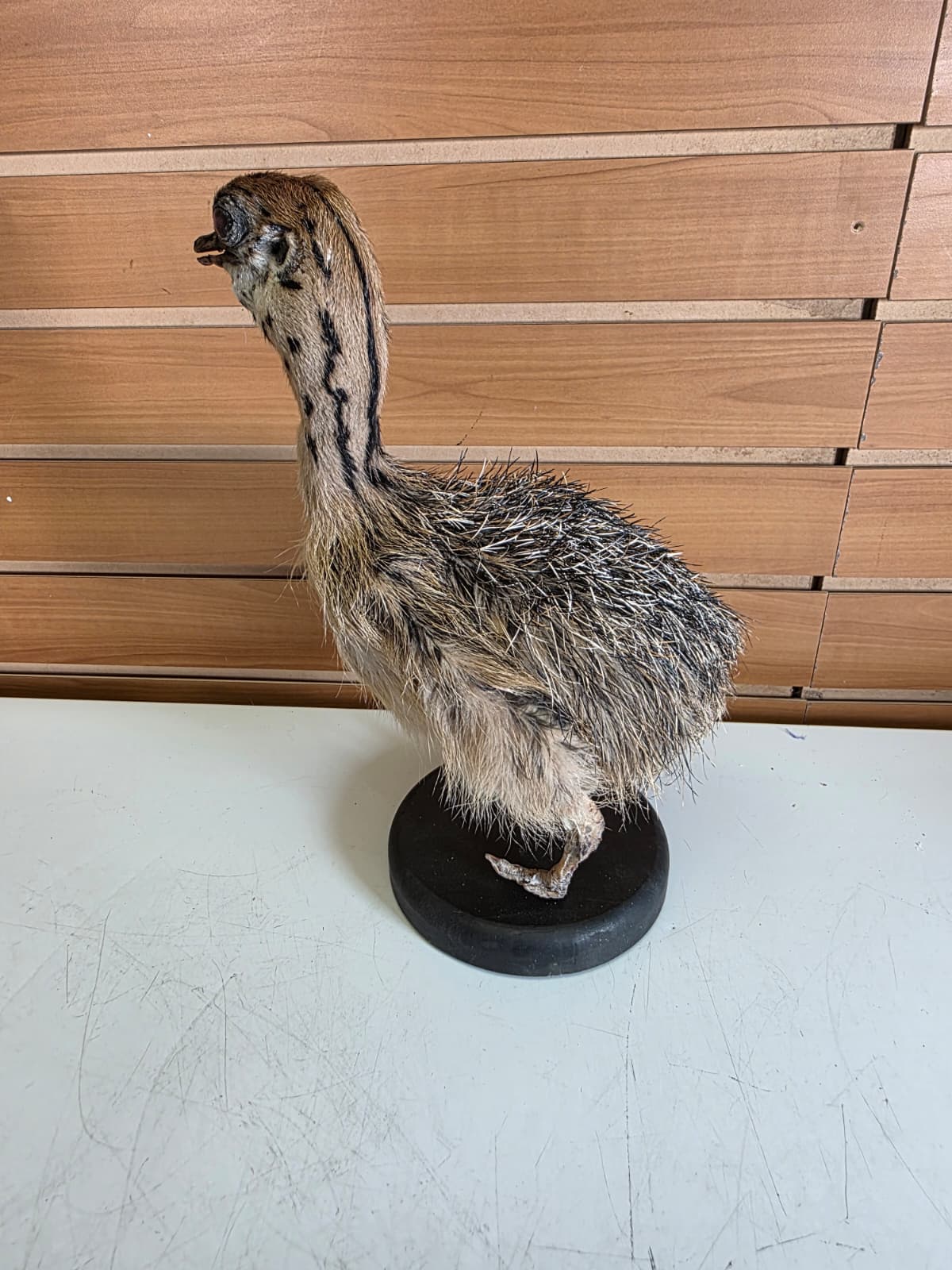 Fhyen13 - Baby Ostrich Taxidermy Mount – Lifelike Display Piece