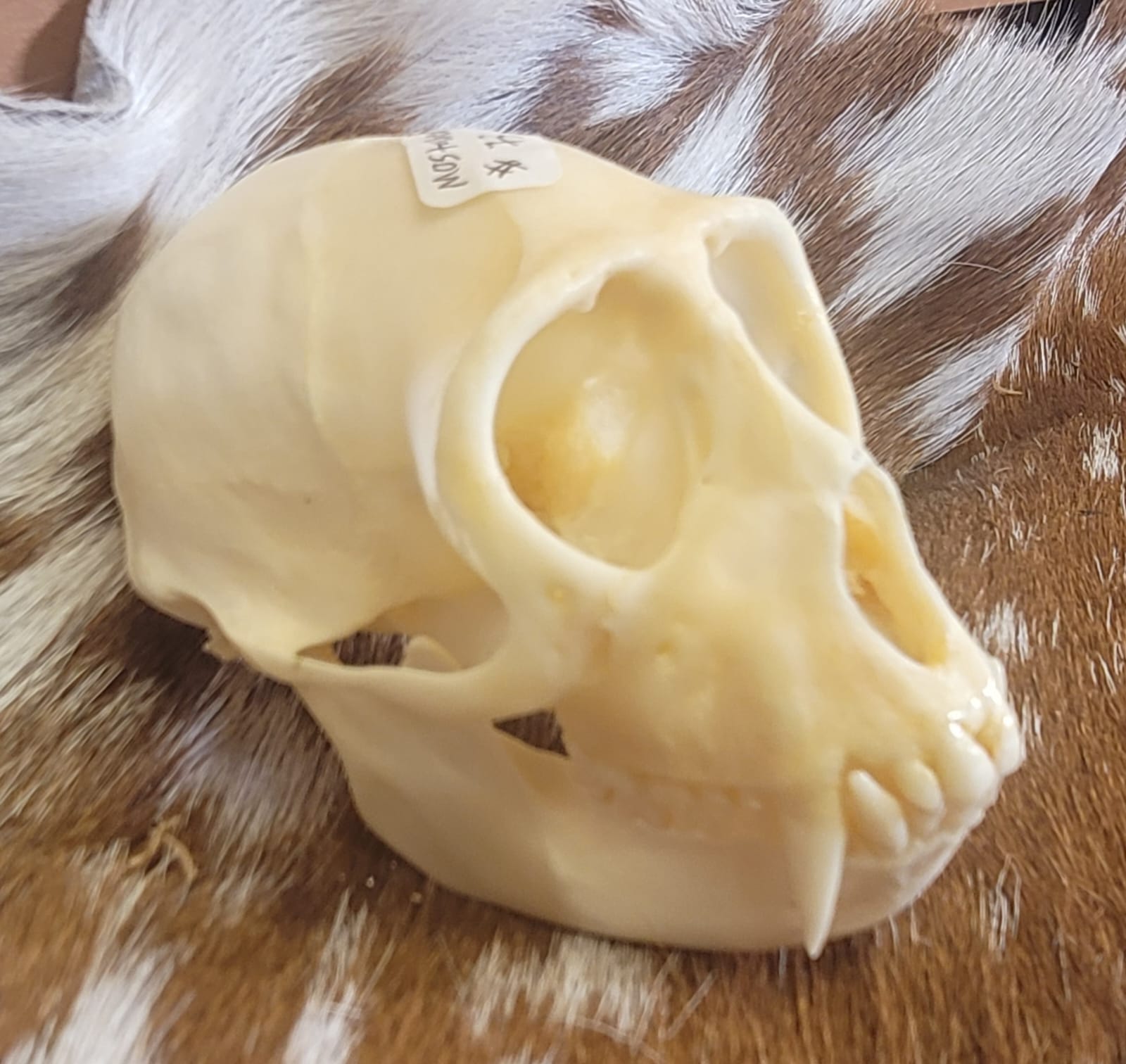 FHPS300 - Tufted Capuchin real monkey skull