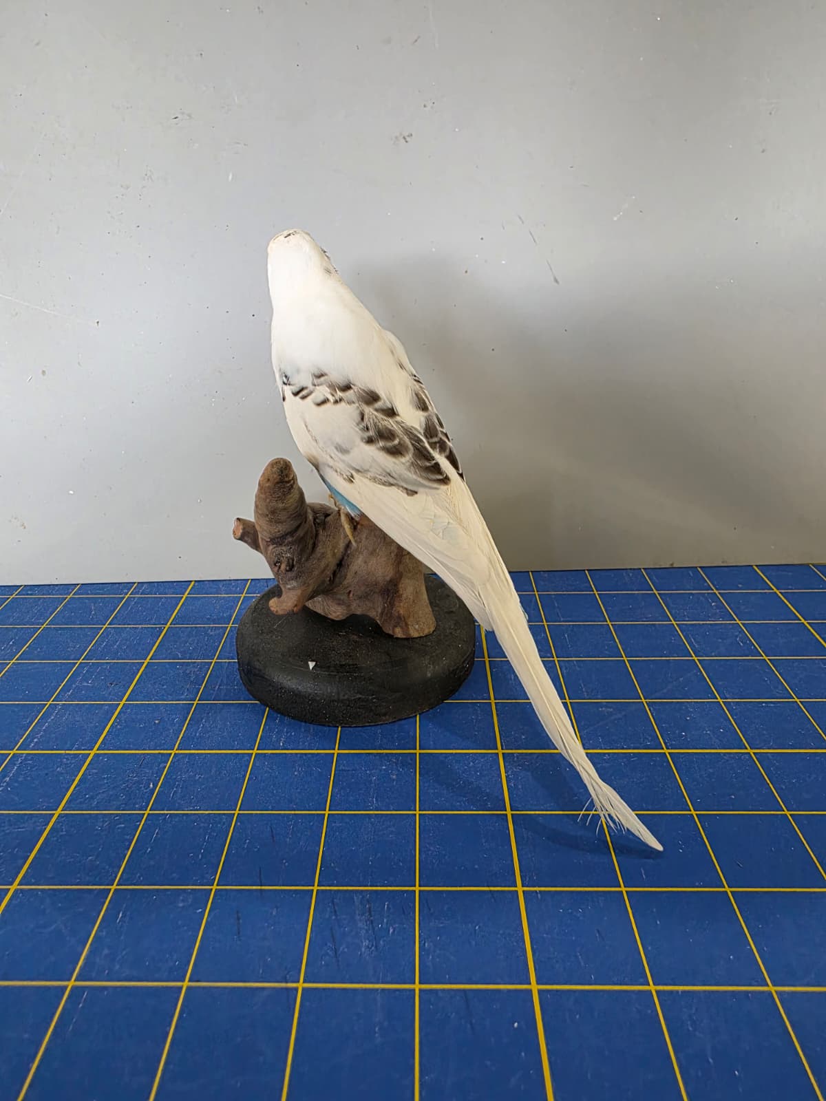 Fhyen4 - Parakeet Taxidermy Mount – Lifelike Decorative Display