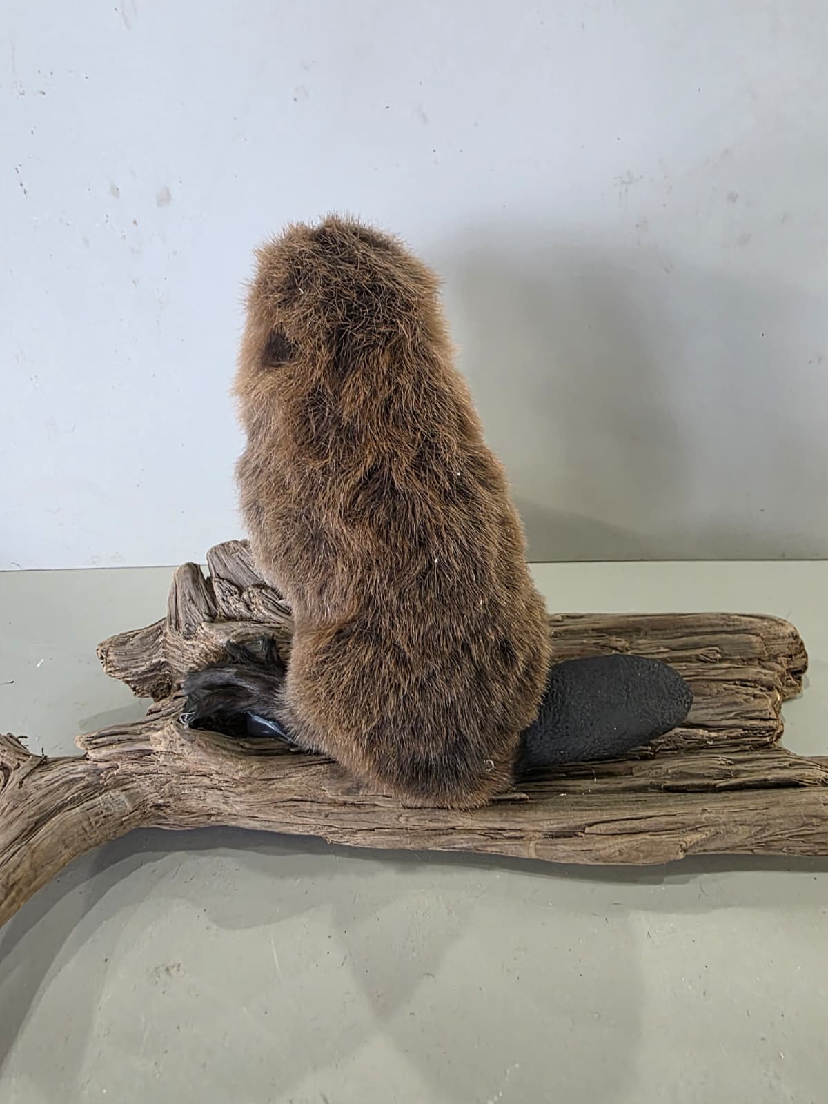 Fhck170 - Baby Beaver Taxidermy Mount – Lifelike Woodland Display