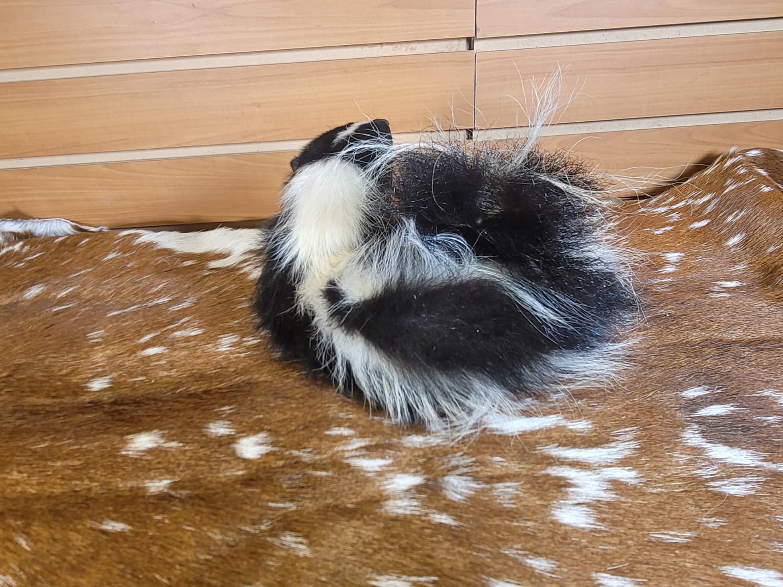 FHSKU315 - Full-Body baby Skunk Taxidermy Mount