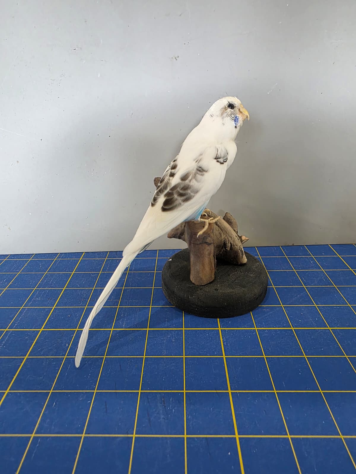 Fhyen4 - Parakeet Taxidermy Mount – Lifelike Decorative Display