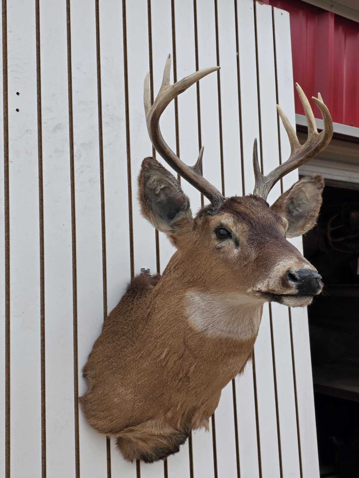 Drmq111 - White-Tailed Deer Shoulder Mount – Taxidermy Wall Display