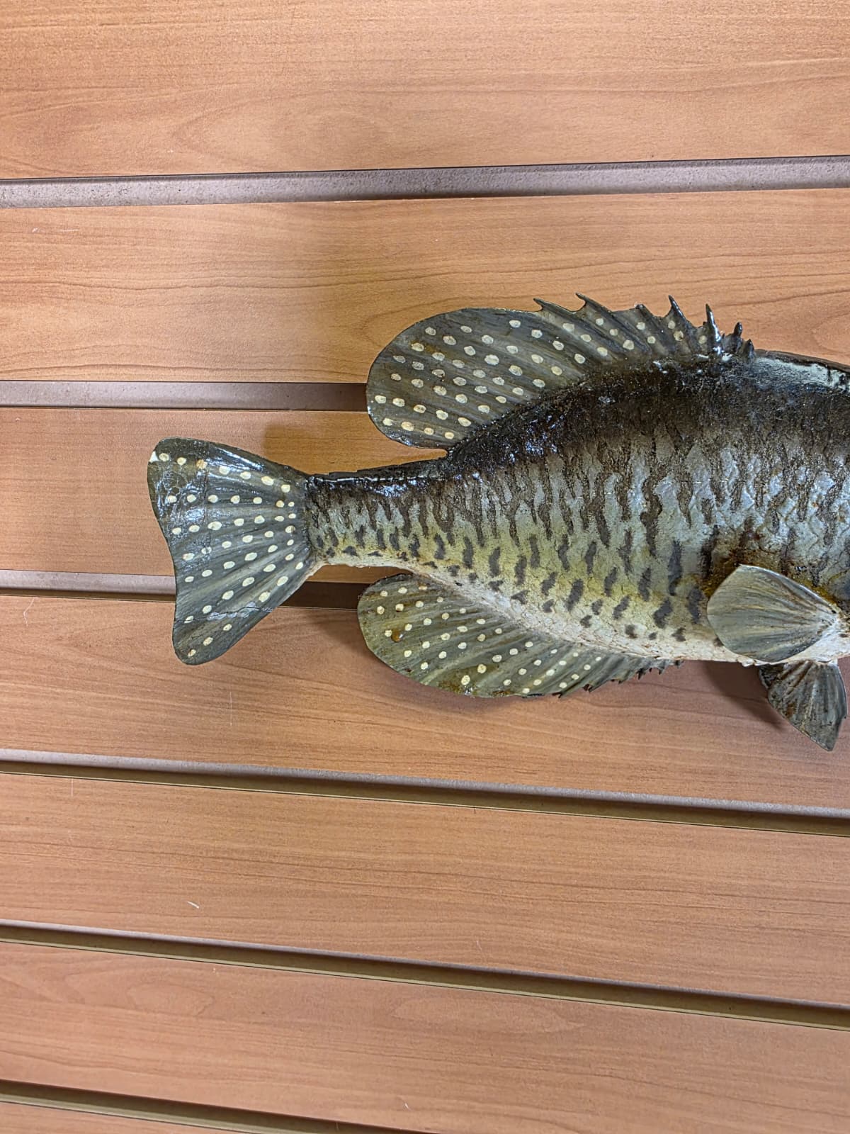 JTV403 - 12" Crappie Fish Mount – Elegant Compact Display