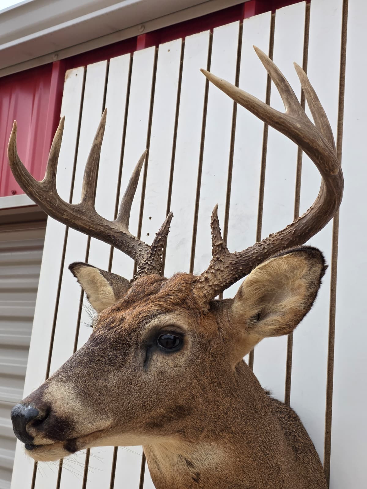 Fhdar8 - White-Tailed Deer Shoulder Mount – Taxidermy Wall Display