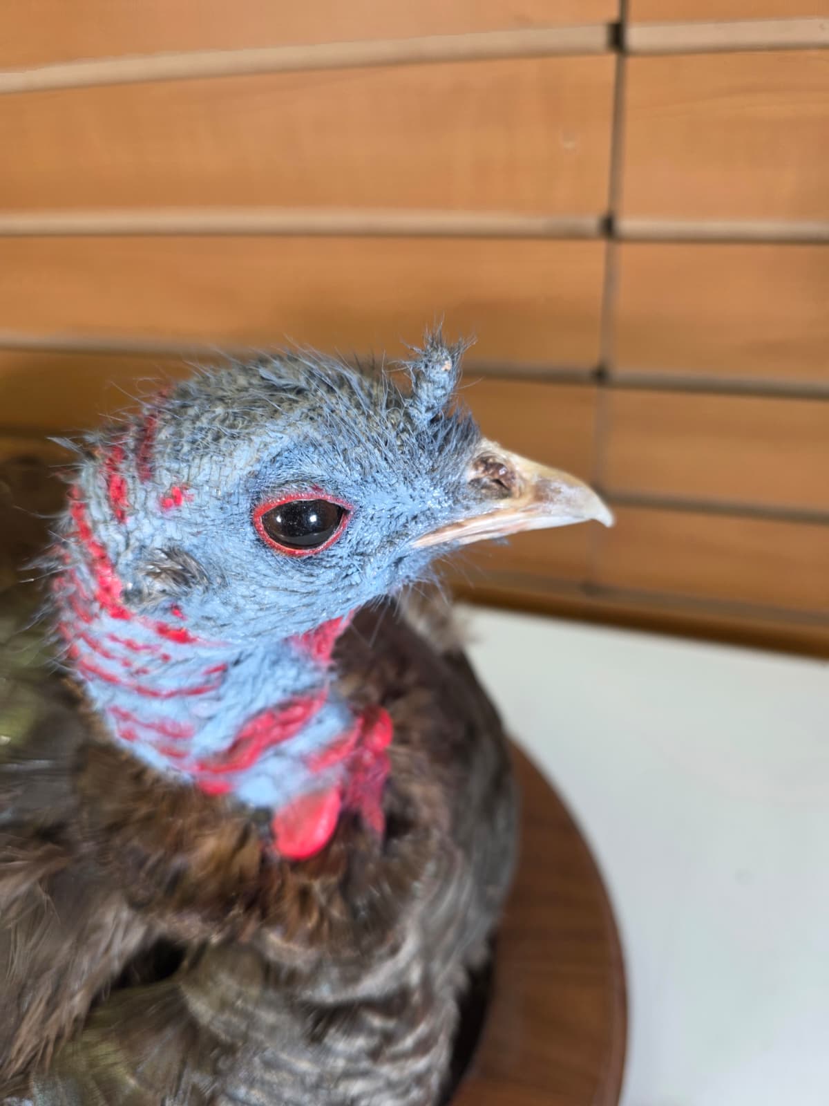Jtv420 - Nested Turkey Hen Taxidermy – Lifelike Display