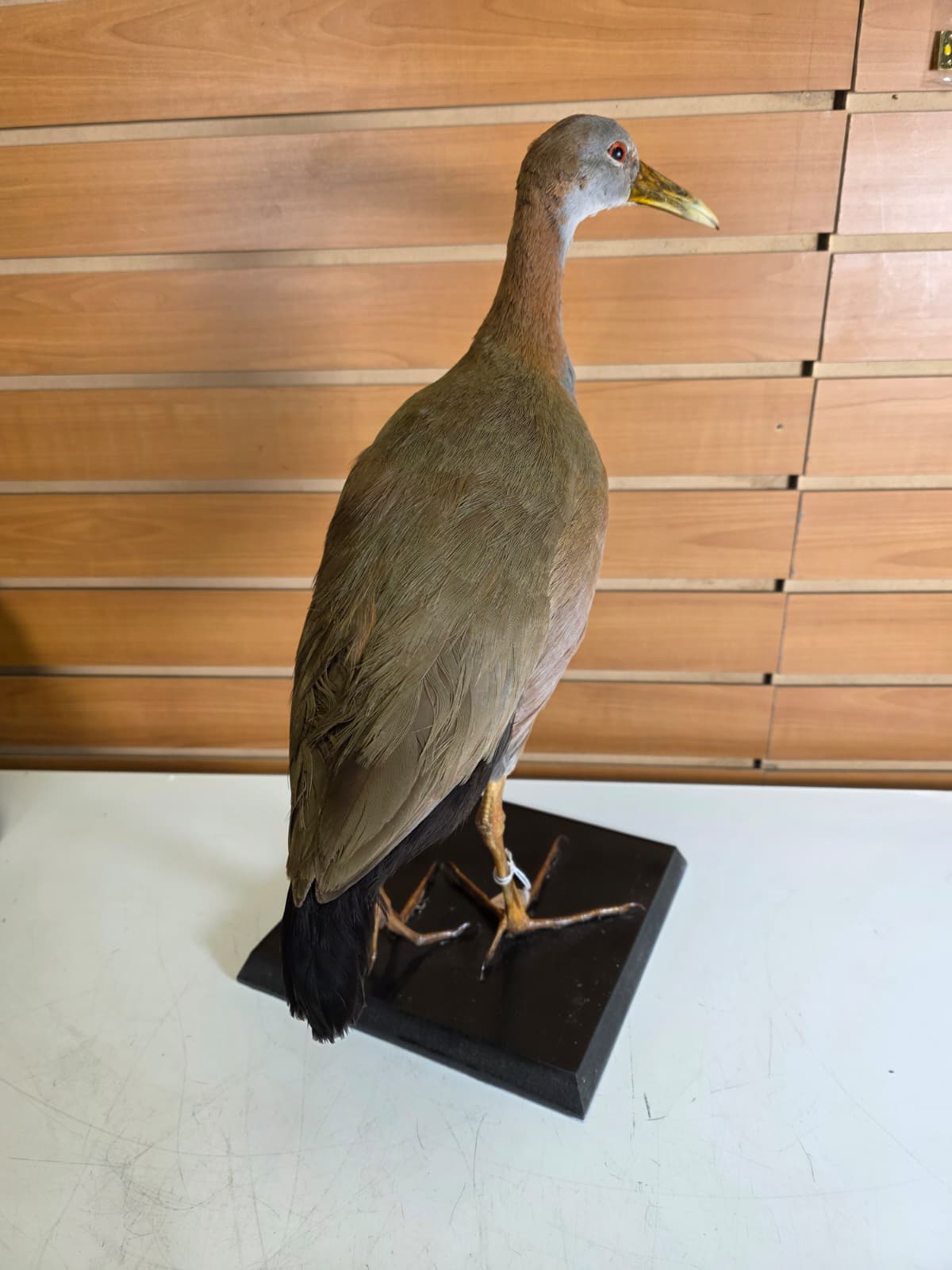 Jtv316 - Giant Wood Rail Taxidermy Mount – 16 Inches Tall