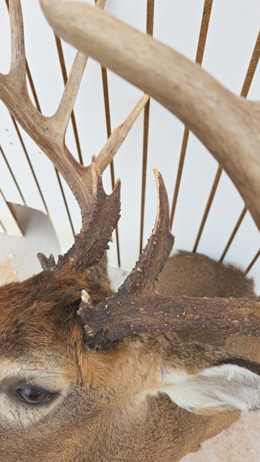 Drmq109 - White-Tailed Deer Shoulder Mount – Taxidermy Wall Display
