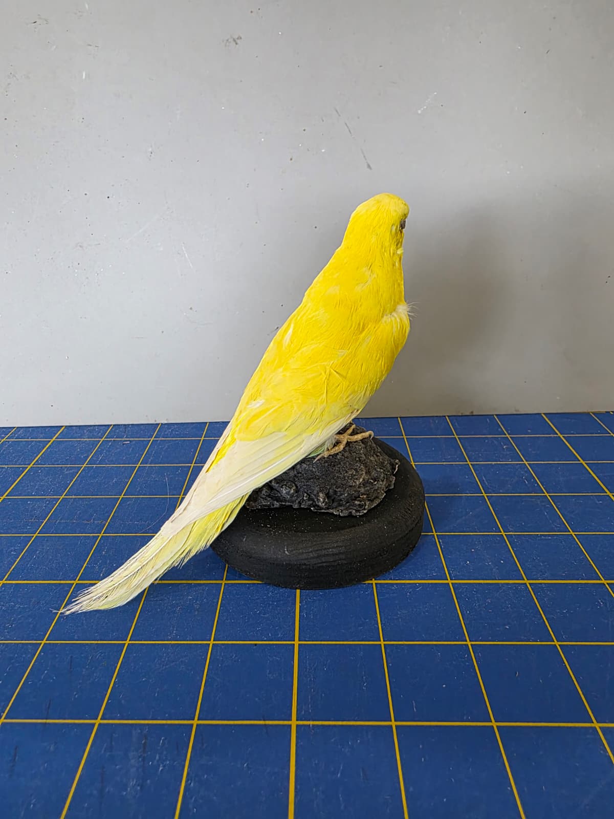 Fhyen6 - Yellow Parakeet Taxidermy Mount – Bright Natural Display