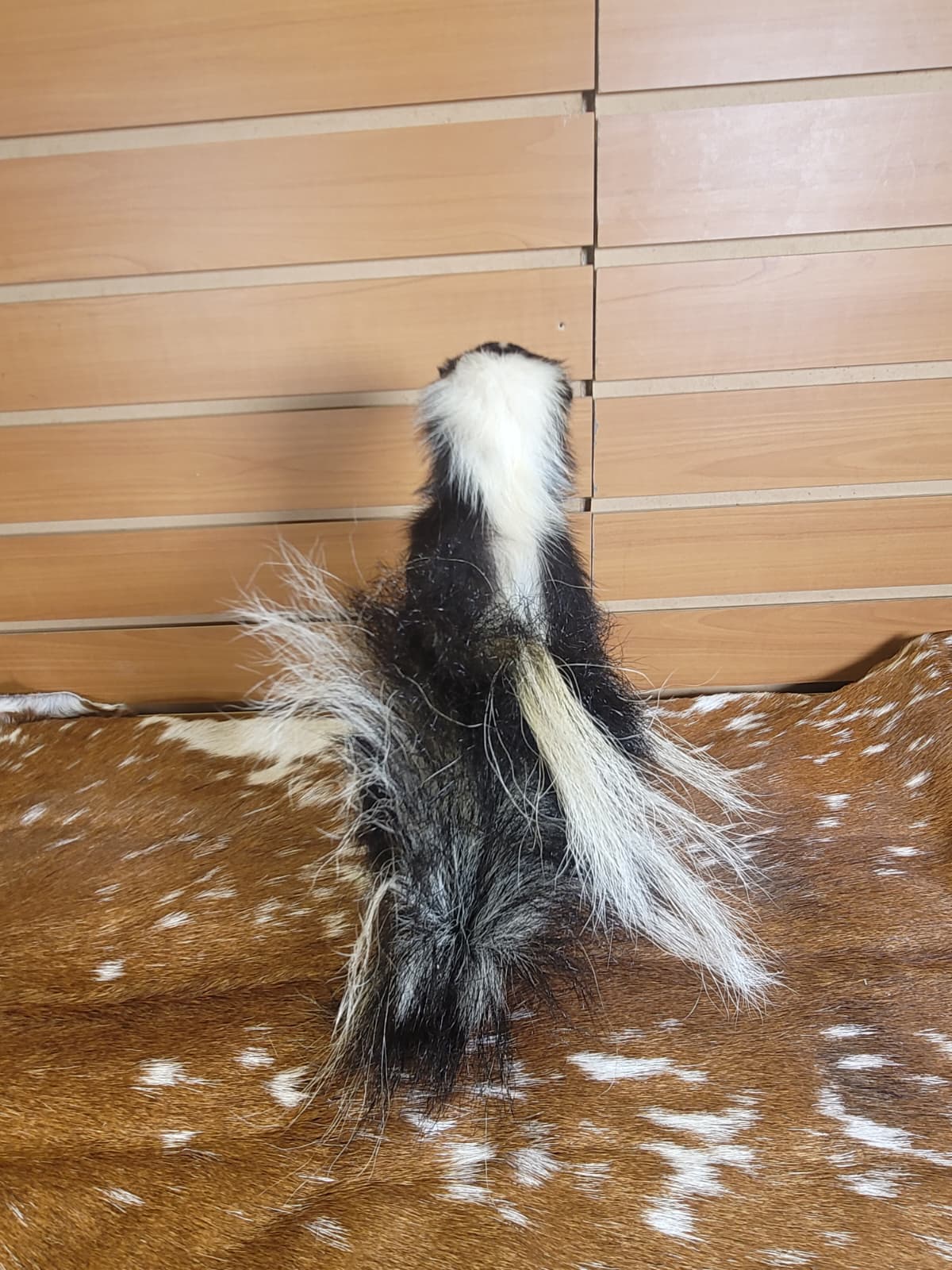 FHSKU307 - Full-Body baby Skunk Taxidermy Mount