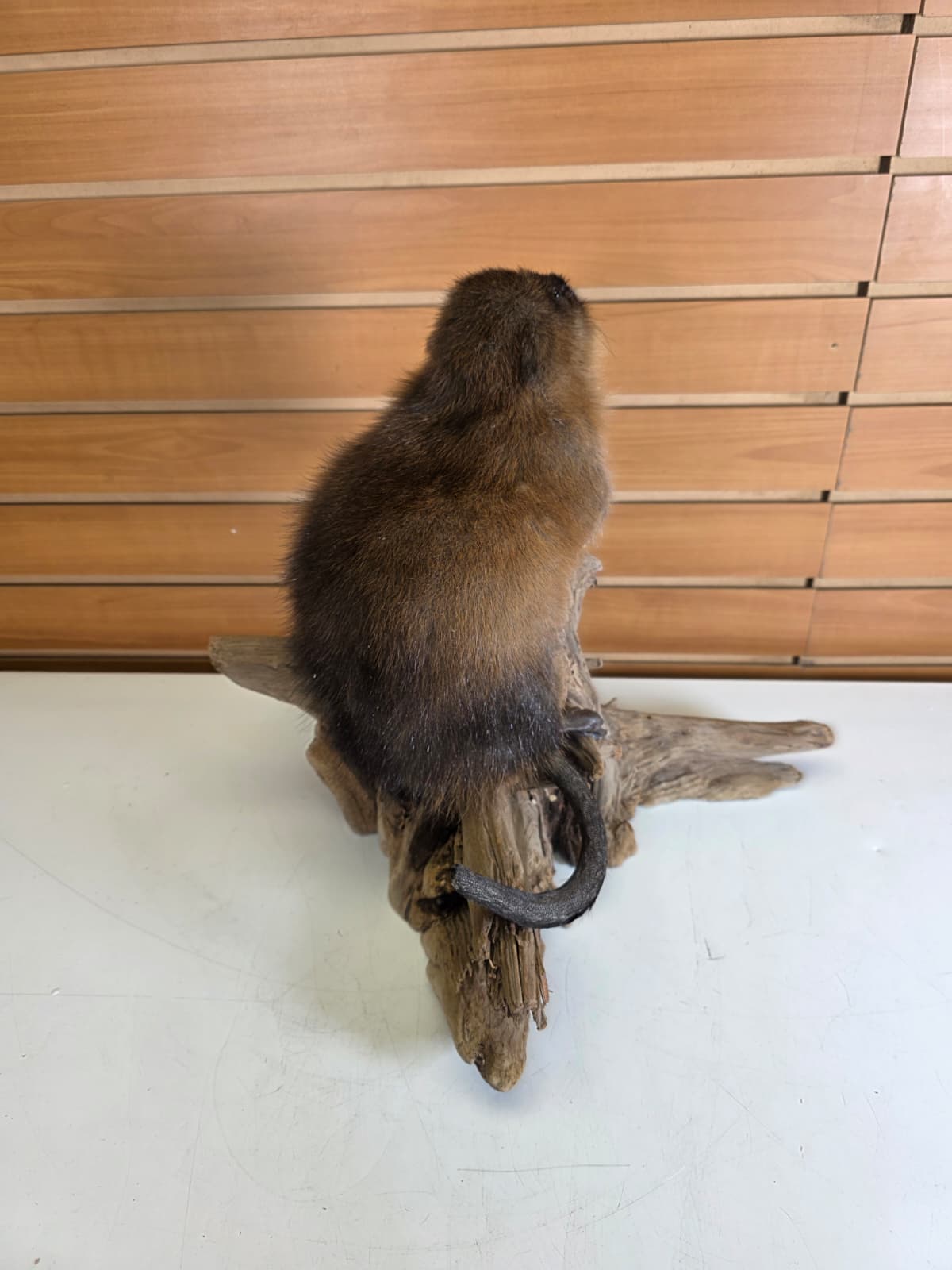 Fhmusk32 - Muskrat Taxidermy Mount