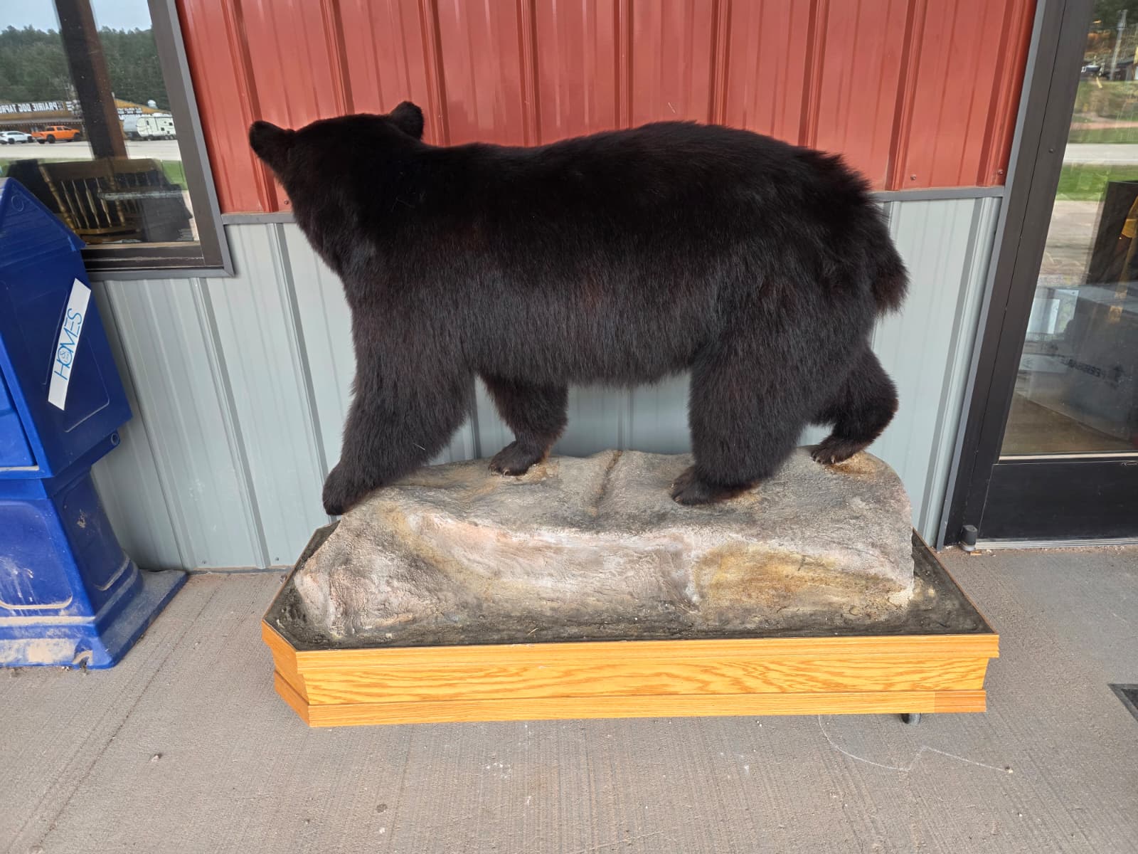 FHXBR1 - Black Bear Taxidermy – Lifelike Wildlife Display