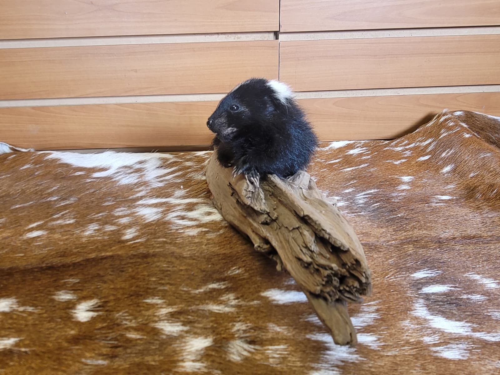 FHSKU311 - Full-Body baby Skunk Taxidermy Mount