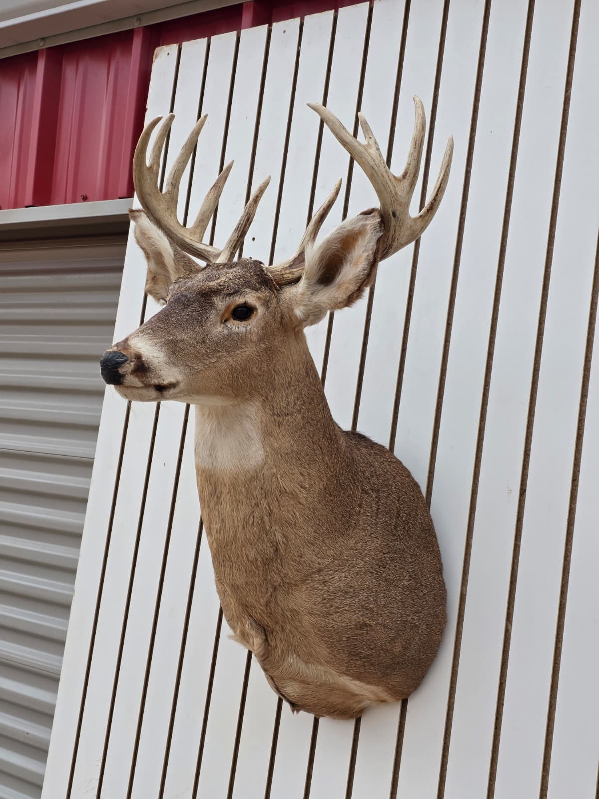 Fhdar3 - White-Tailed Deer Shoulder Mount – Taxidermy Wall Display
