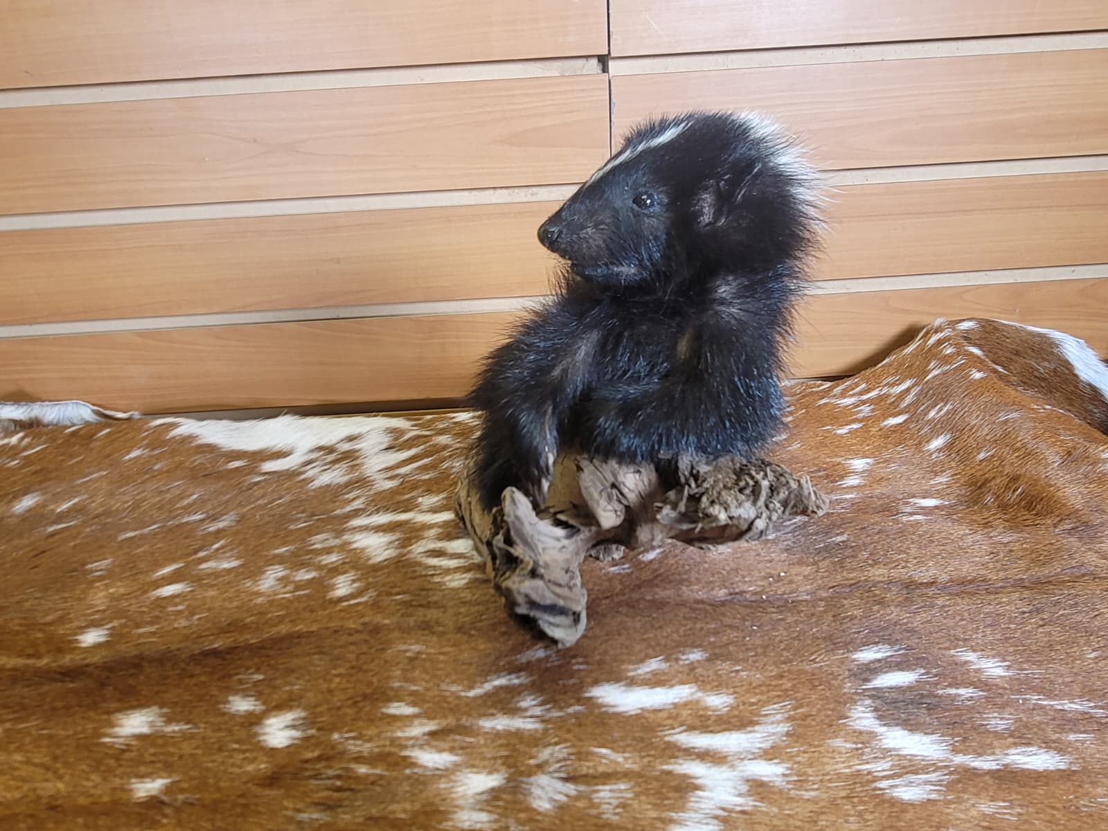 FHSKU313 - Full-Body baby Skunk Taxidermy Mount