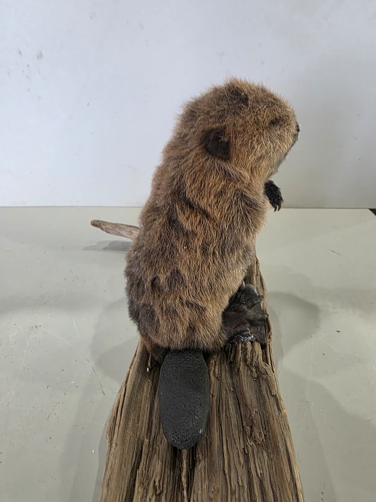 Fhck170 - Baby Beaver Taxidermy Mount – Lifelike Woodland Display