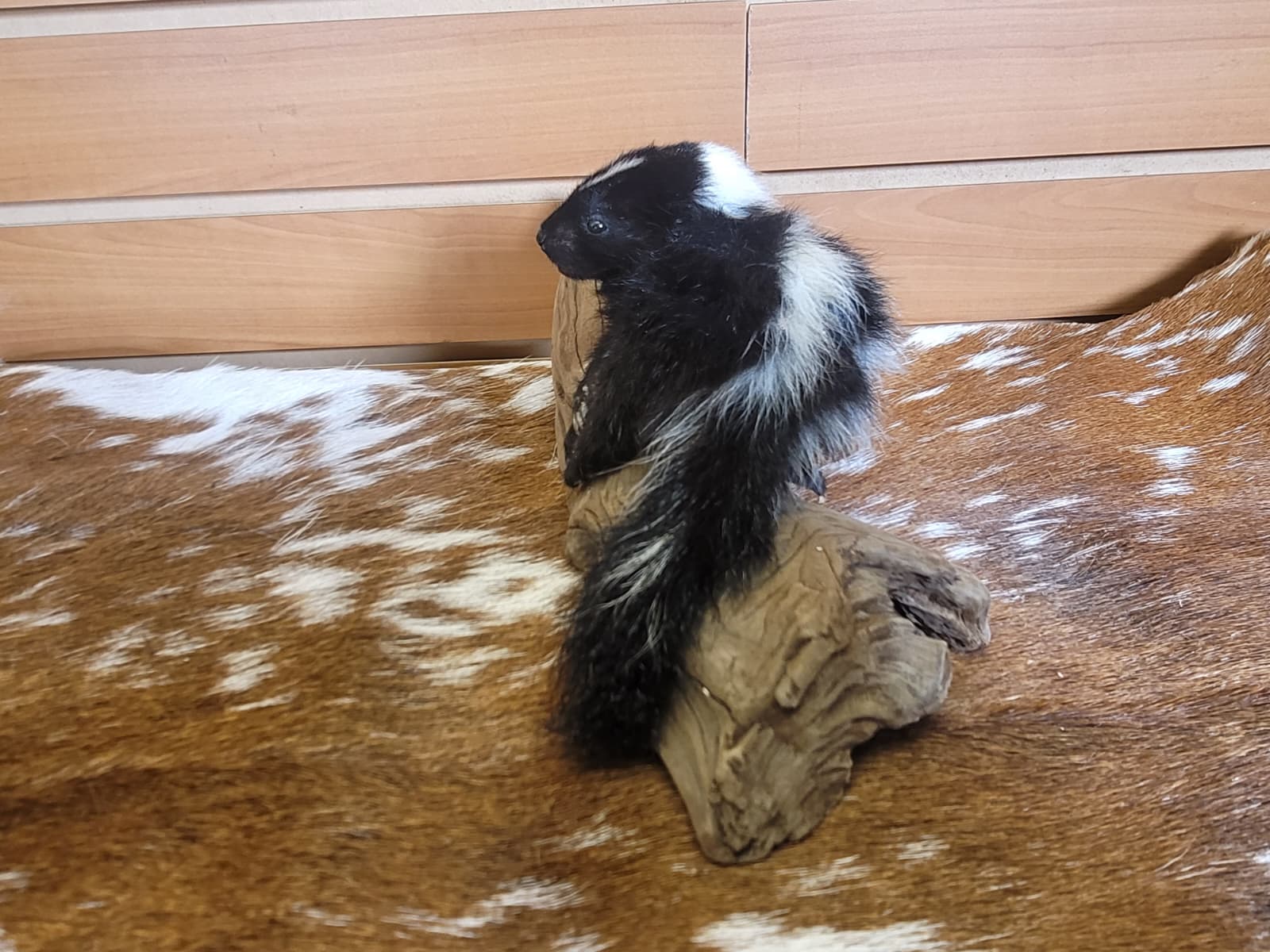 FHSKU309 - Full-Body baby Skunk Taxidermy Mount