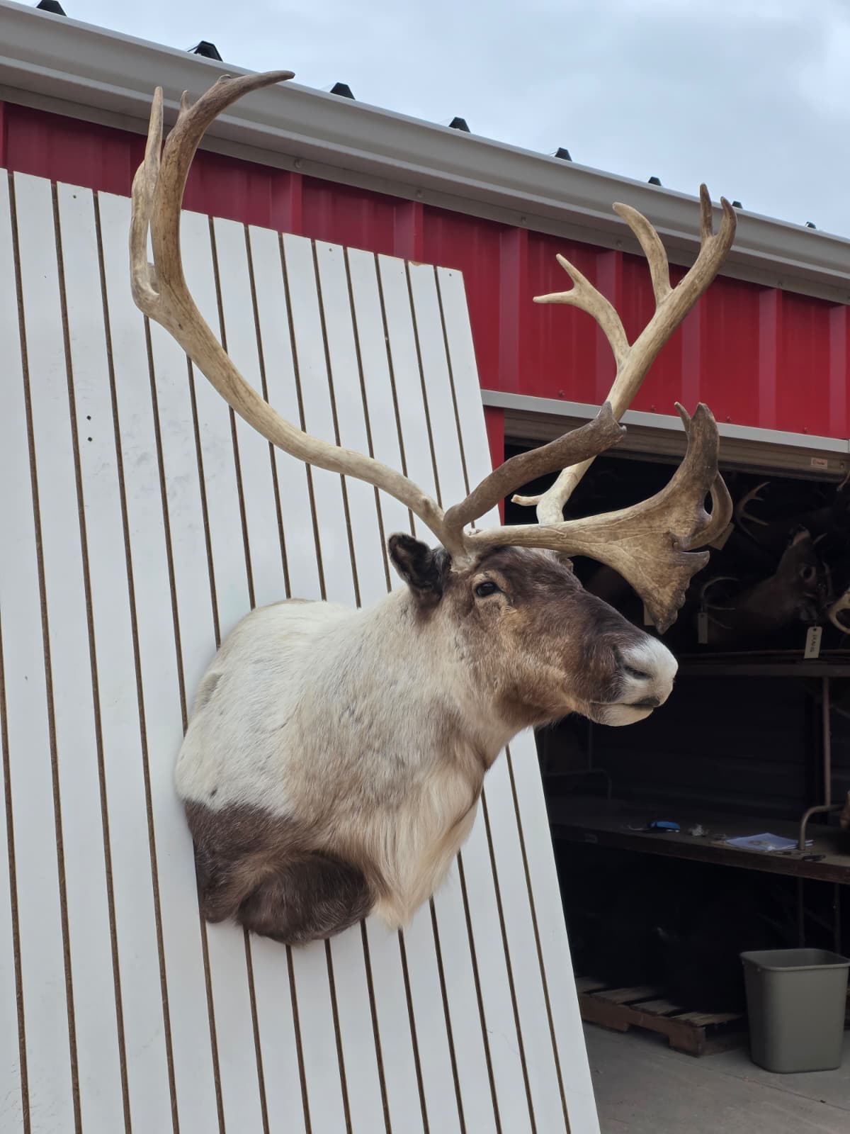 Fhcm85 - Caribou Taxidermy Shoulder Mount – 114.3” Majestic Display