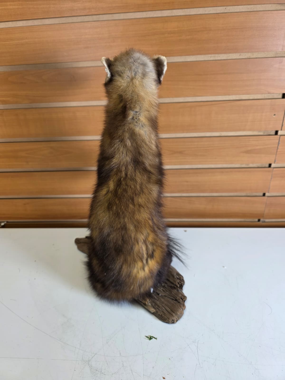 Fhck154 - Taxidermy Marten full body mount