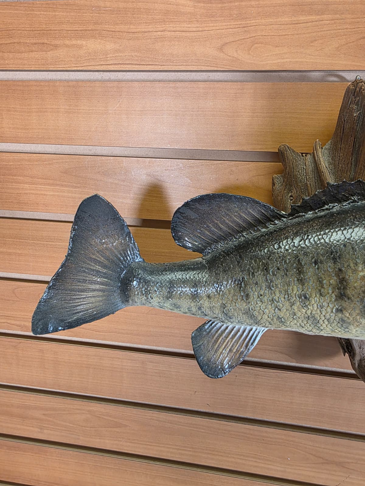 JTV400 - 16" Bass Fish Mount – Nature-Inspired Display