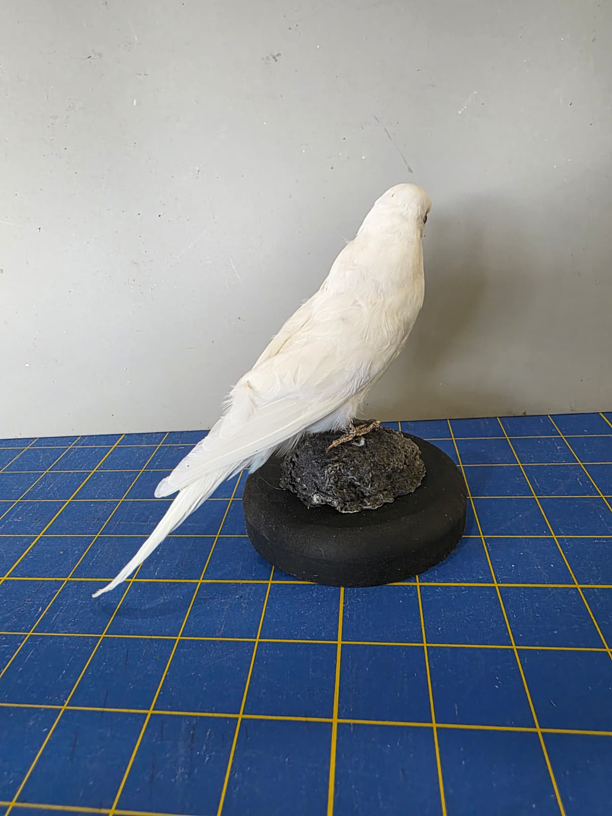 Fhyen5 - White Parakeet Taxidermy Mount – Elegant Natural Display