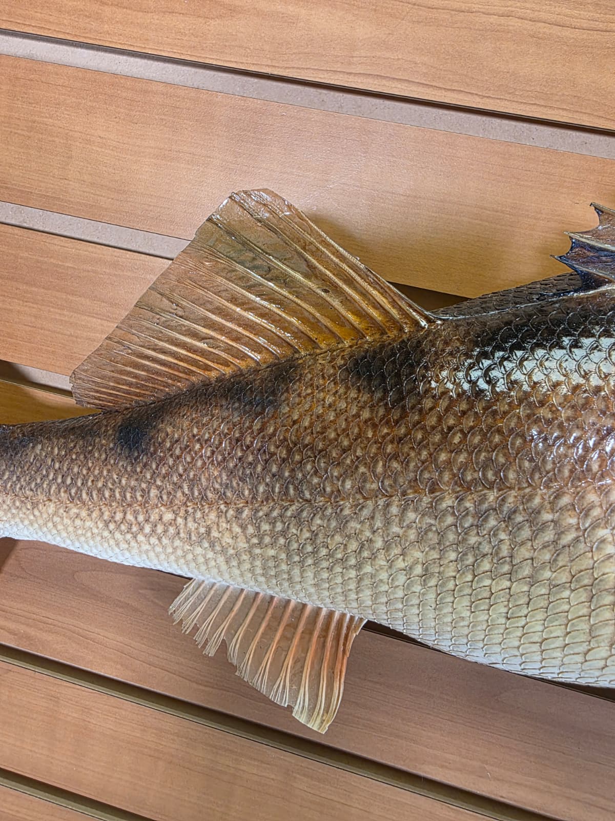 Jtv410 - 27" Walleye Fish Mount – Premium Freshwater Display