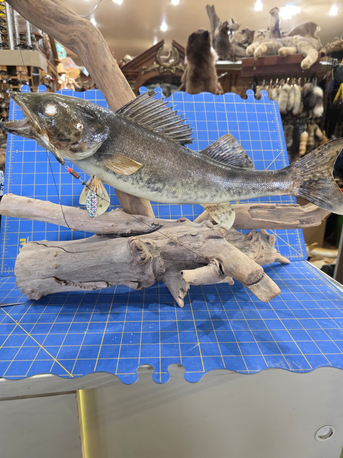 Jtv445 - 20" Walleye Taxidermy Mount – Table or Wall Display