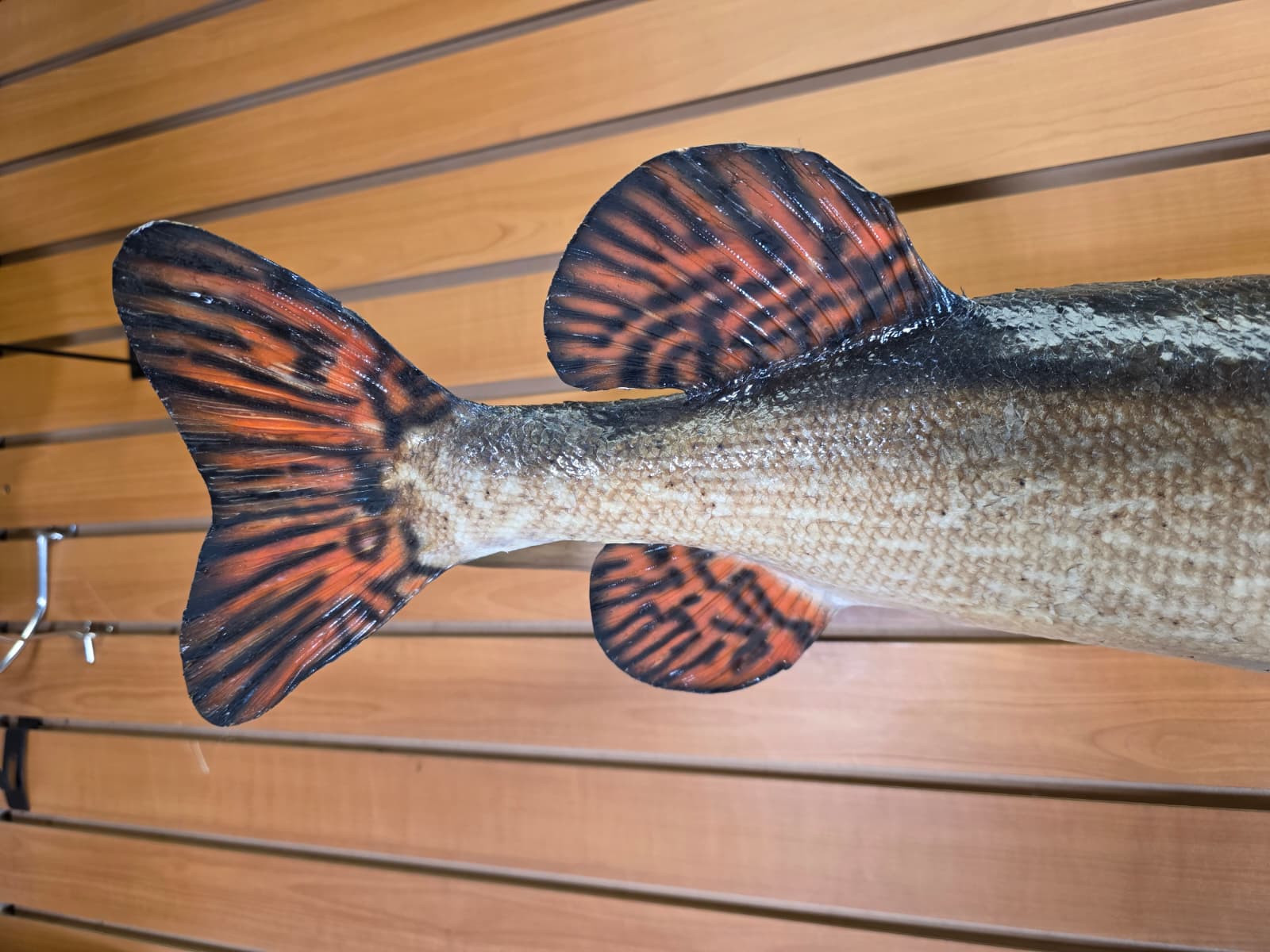 Jtv444 - 32" Northern Pike Taxidermy Mount – Bold Freshwater Display