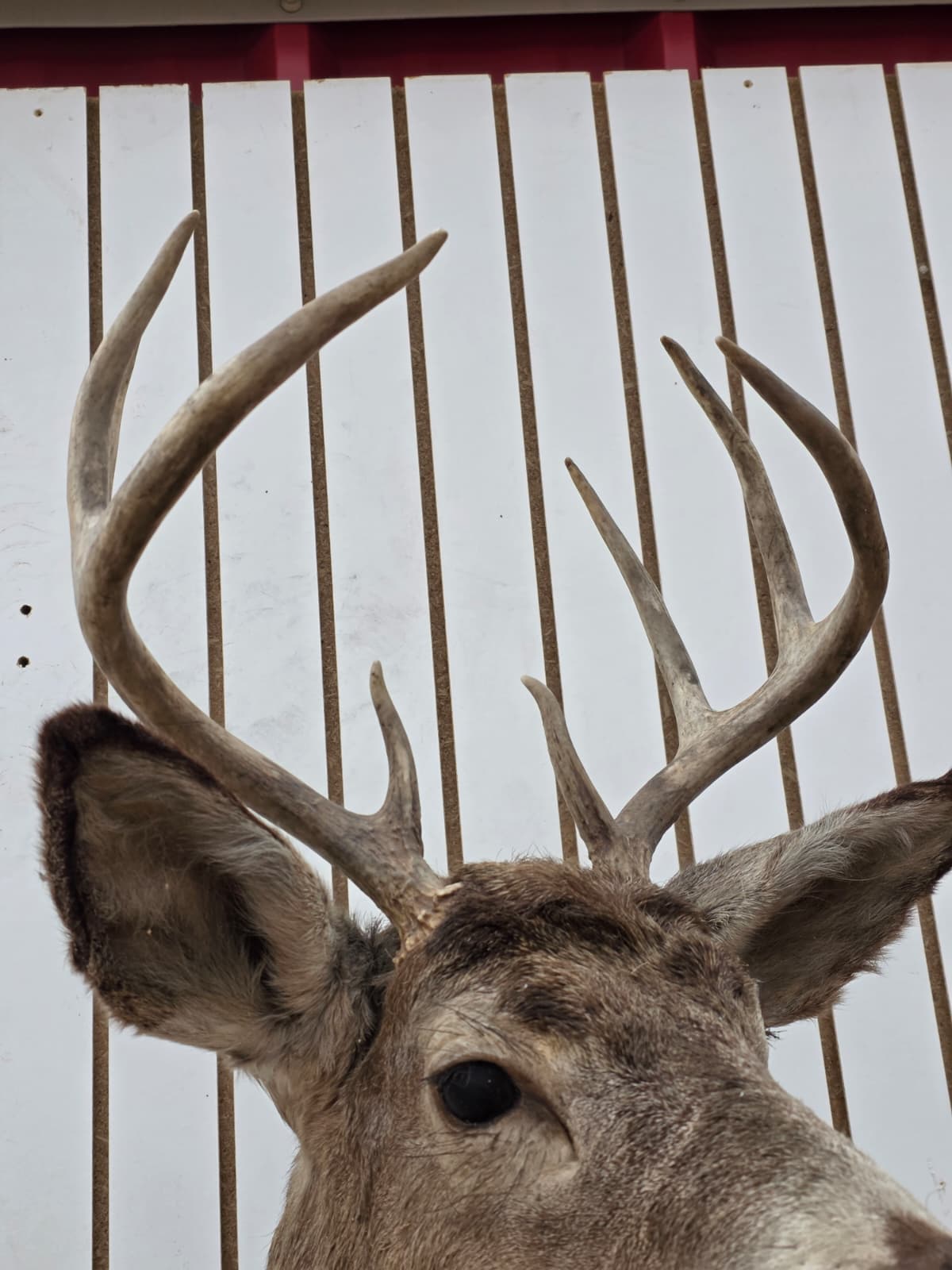 Drmq107 - White-Tailed Deer Shoulder Mount – Taxidermy Wall Display