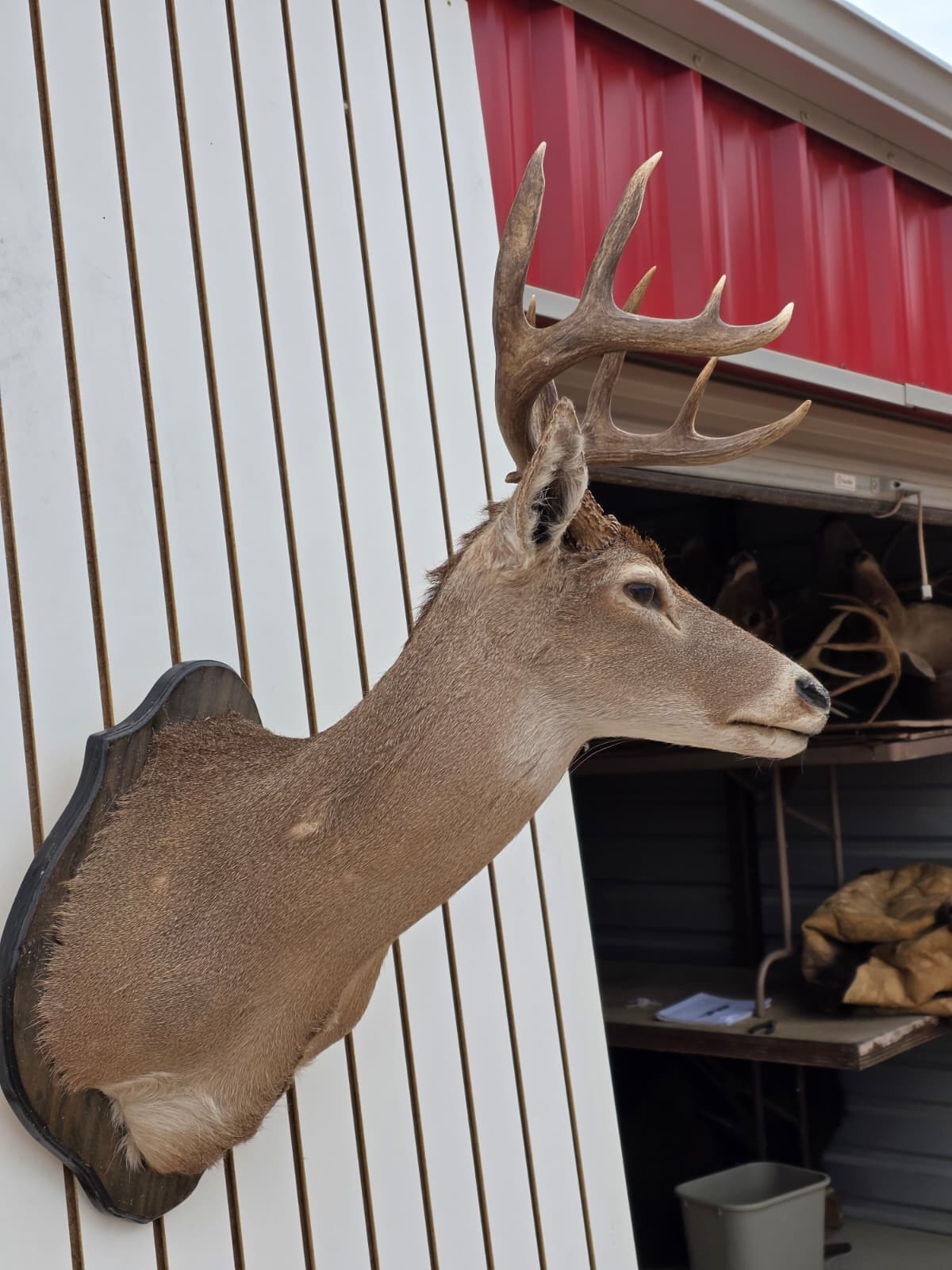 Drmq110 - White-Tailed Deer Shoulder Mount – Taxidermy Wall Display