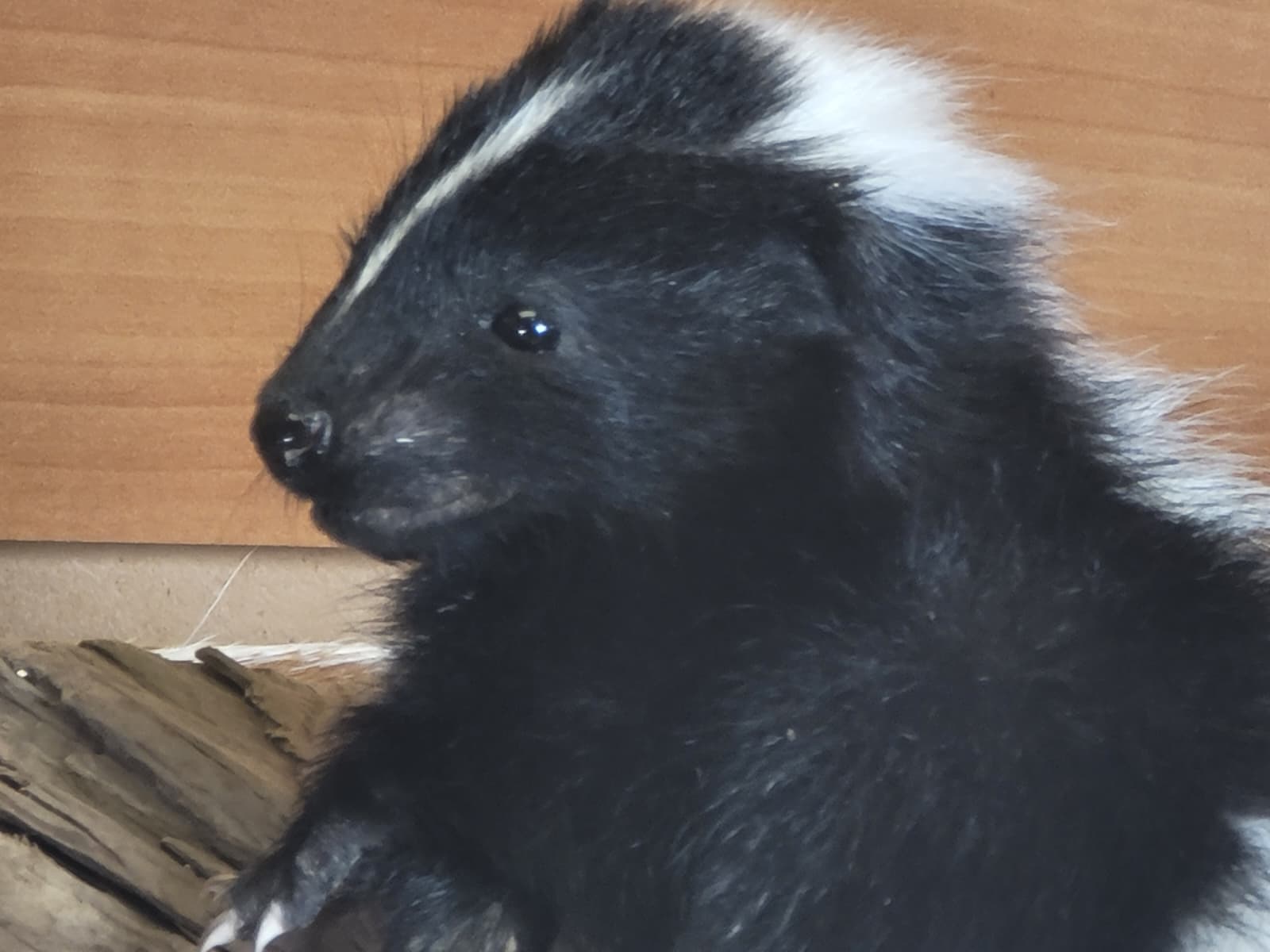 FHSKU314 - Full-Body baby Skunk Taxidermy Mount