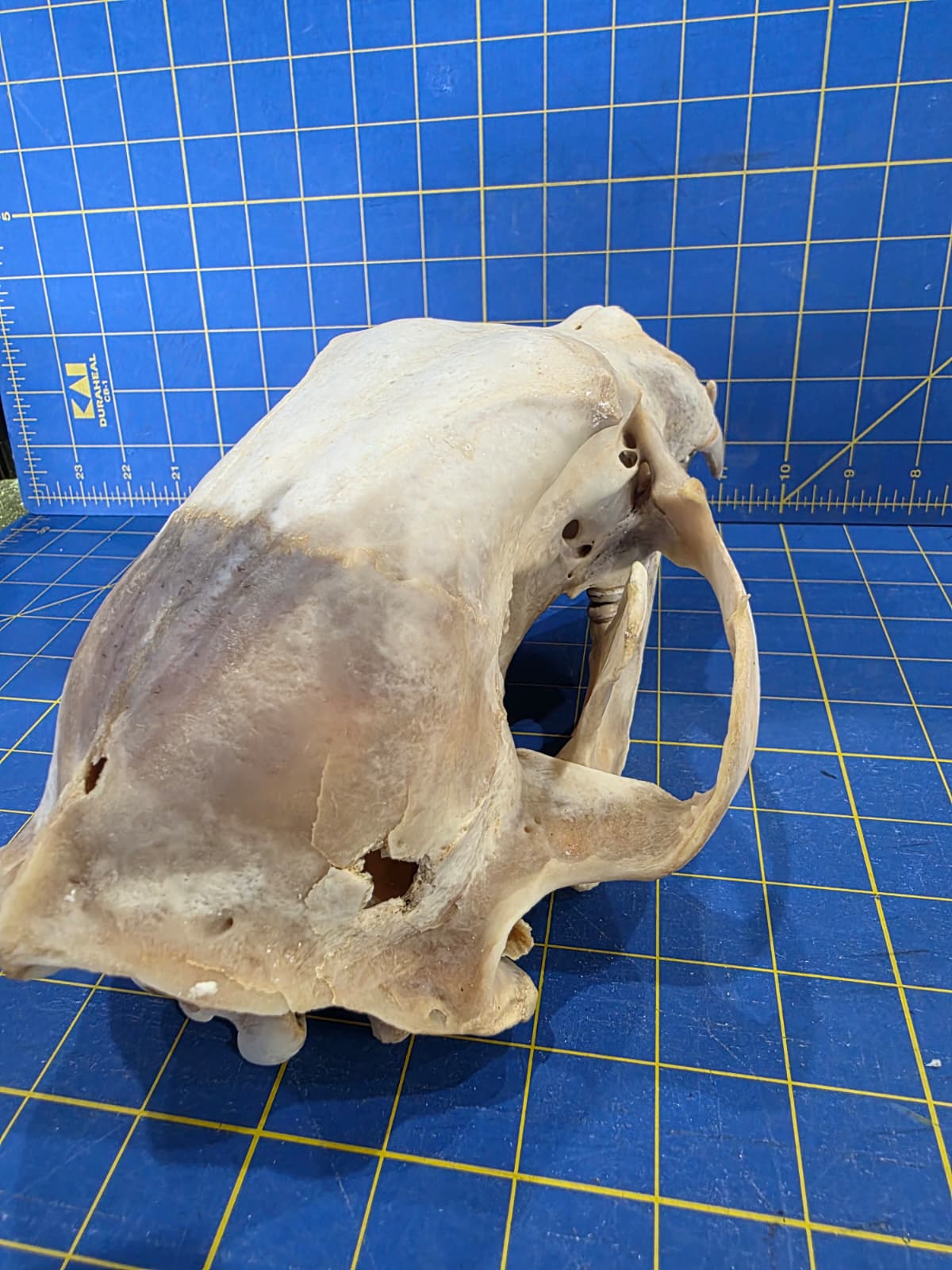 Jtv437 - Bear Skull Taxidermy – 10½” Long Display