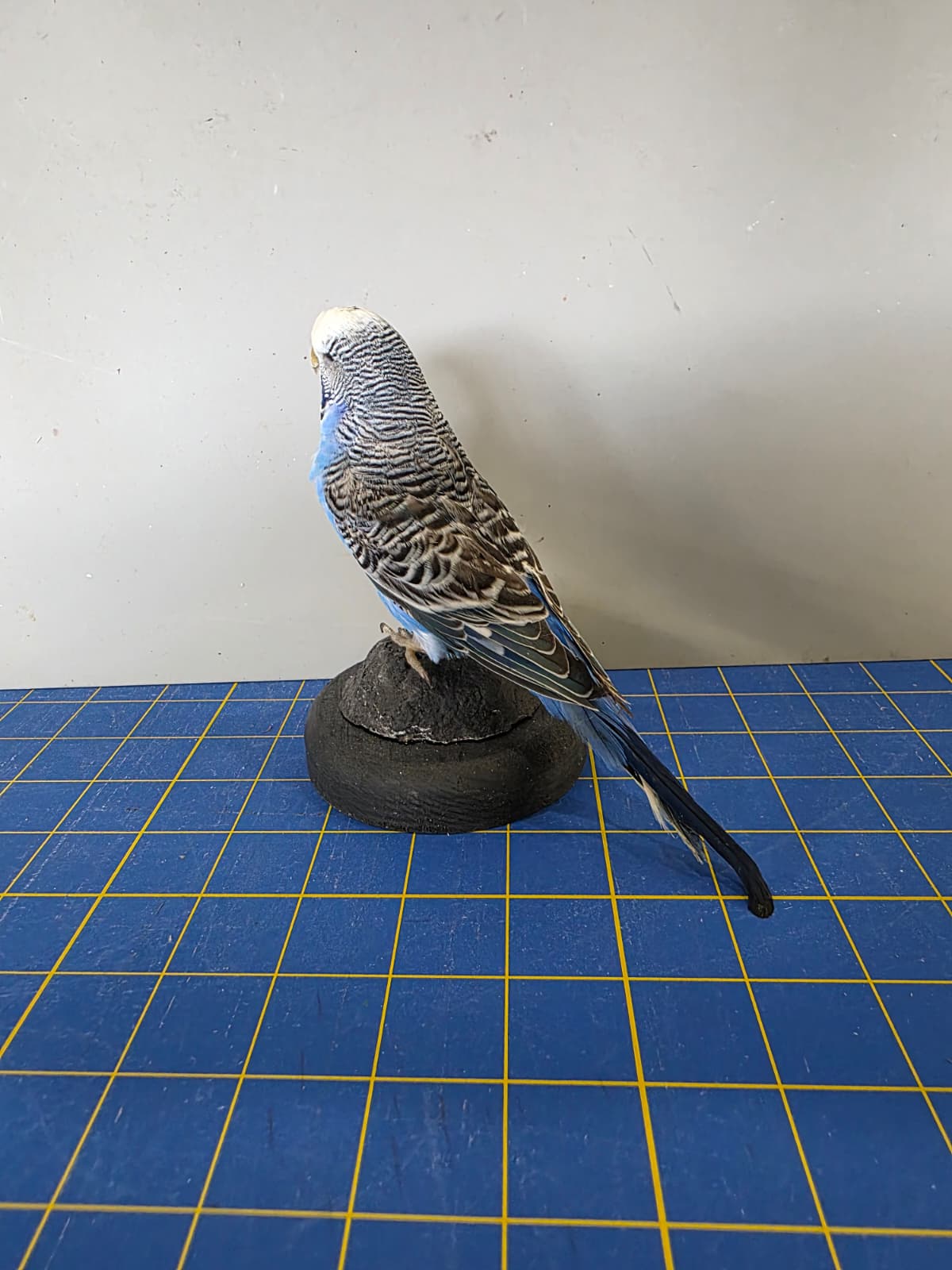 Fhyen3 - Blue Parakeet Taxidermy Mount – Natural Rock Display