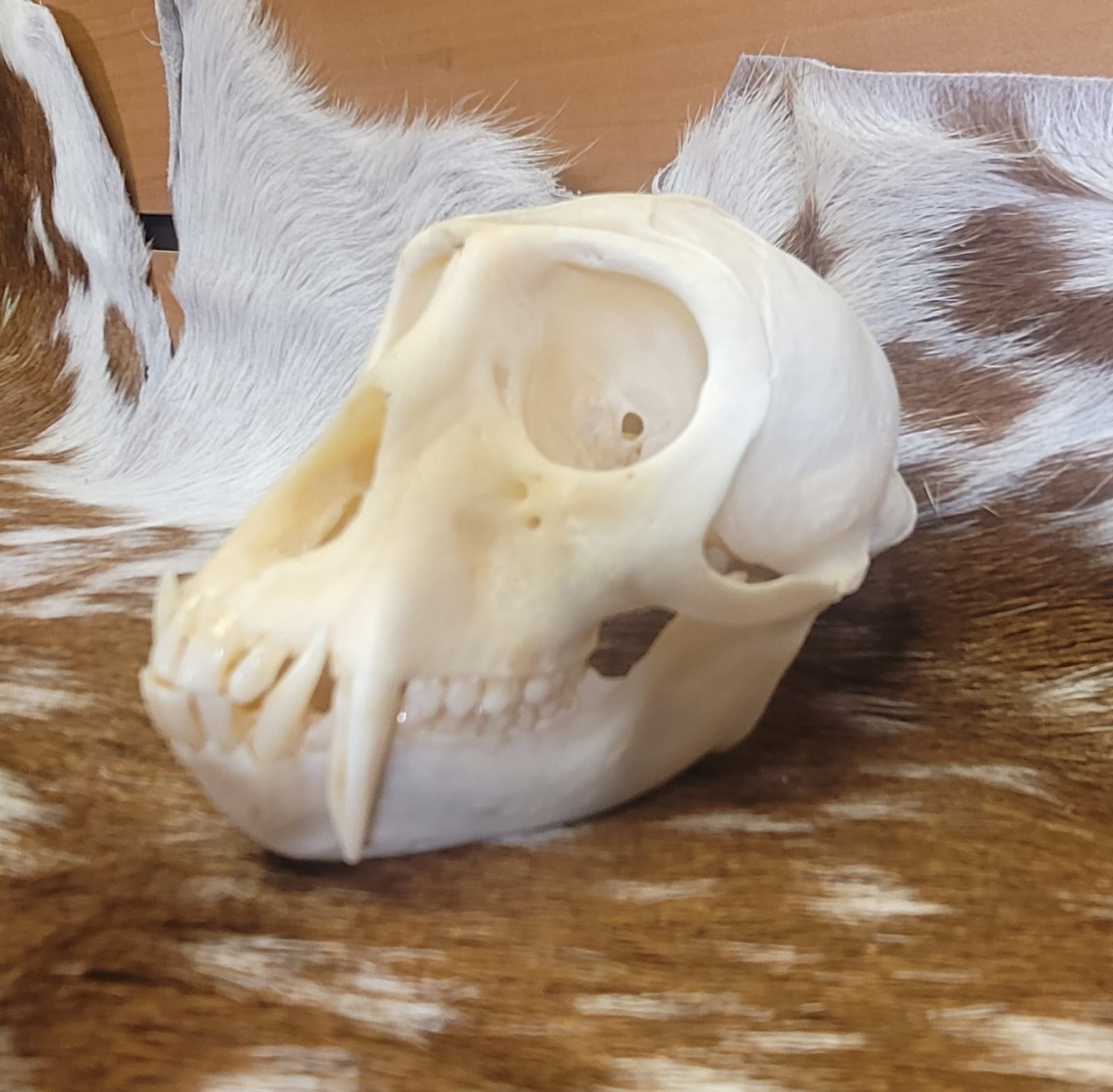 FHPS302 - Colobus real monkey skull