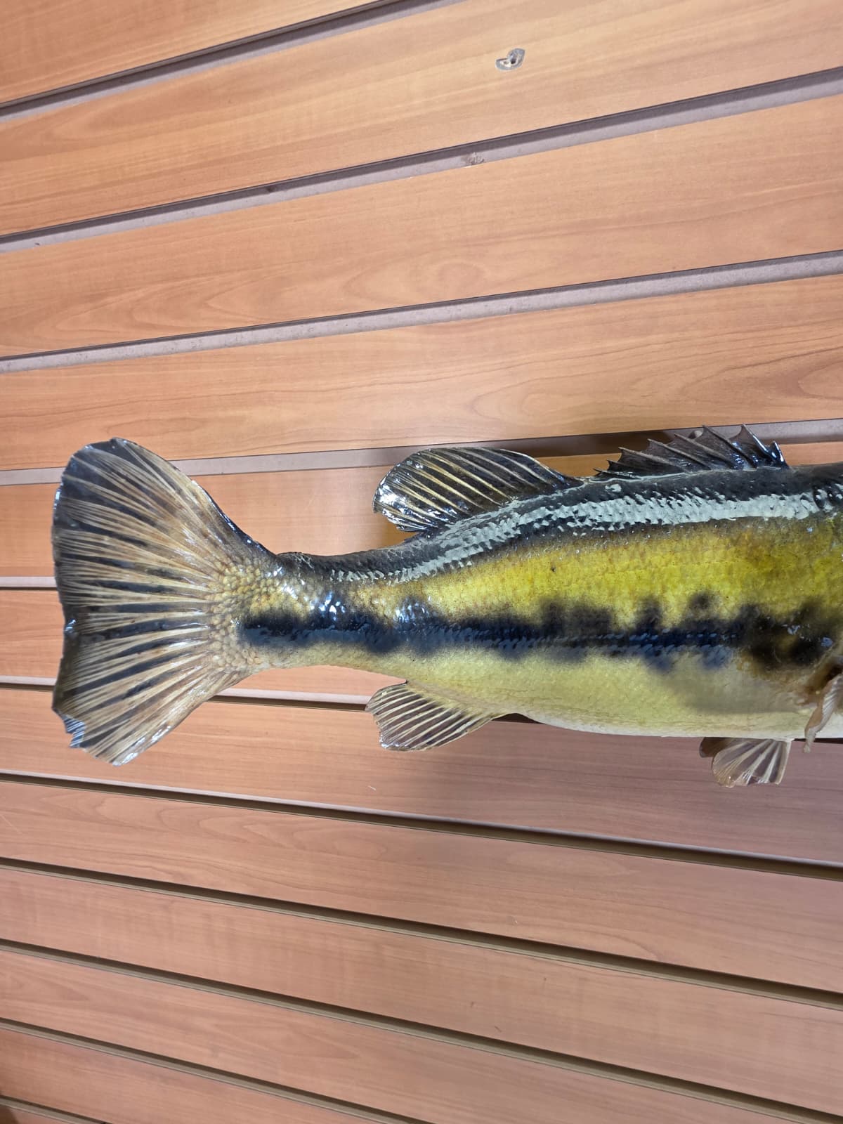 Jtv404 - 16" Bass Fish Mount – Classic Freshwater Display