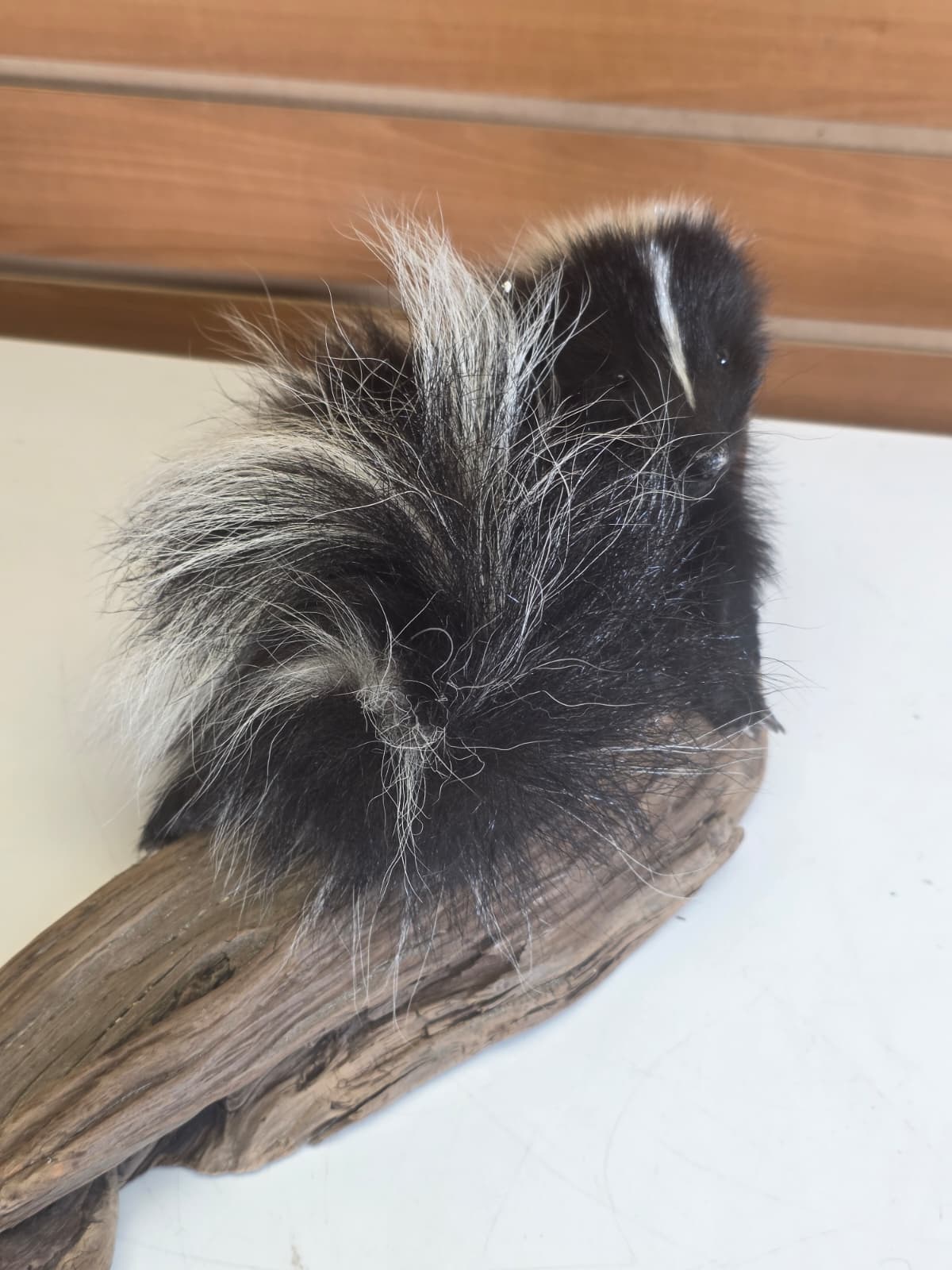 FHCK151  -  baby skunk taxidermy mount