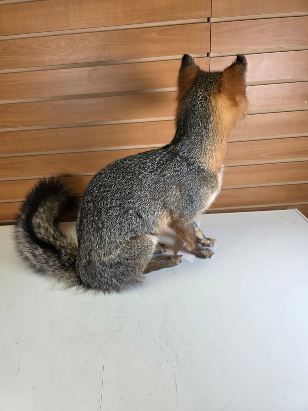 FHfox2 - Grey Fox Taxidermy Mount – Natural Wildlife Display