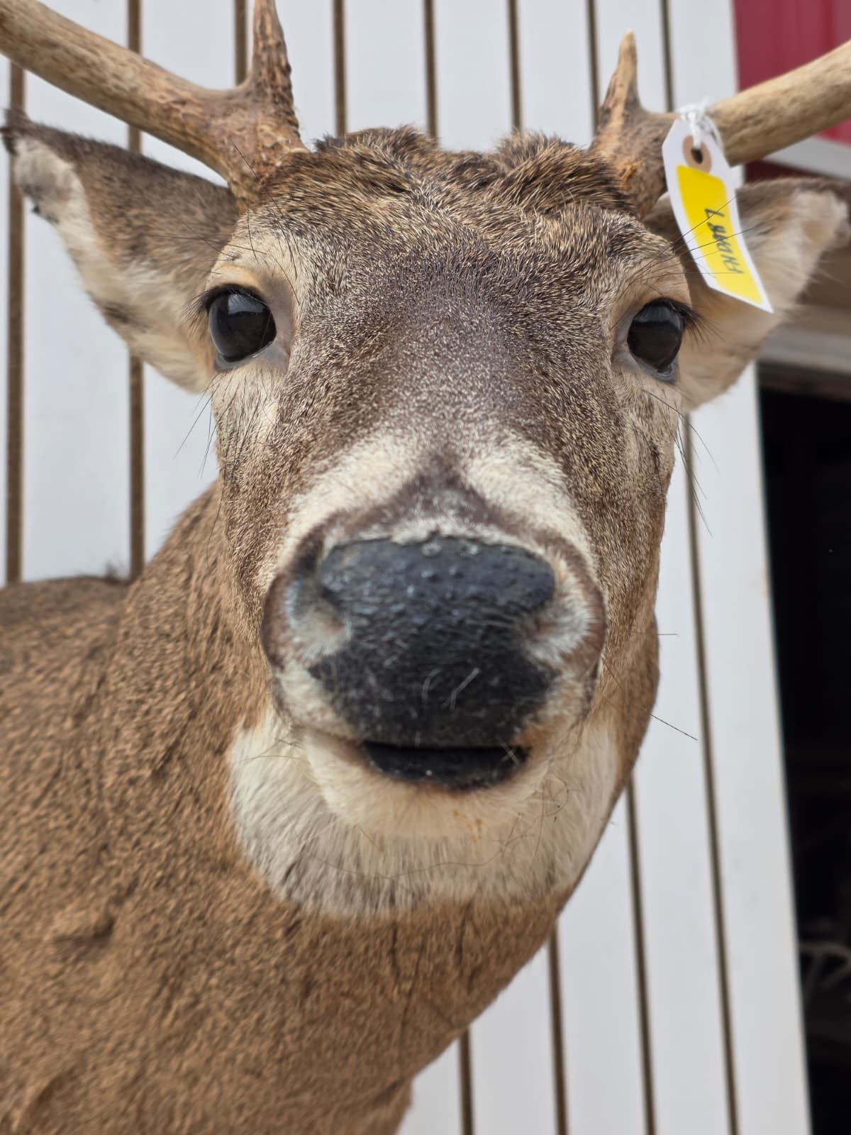 Fhdar7 - White-Tailed Deer Shoulder Mount – Taxidermy Wall Display