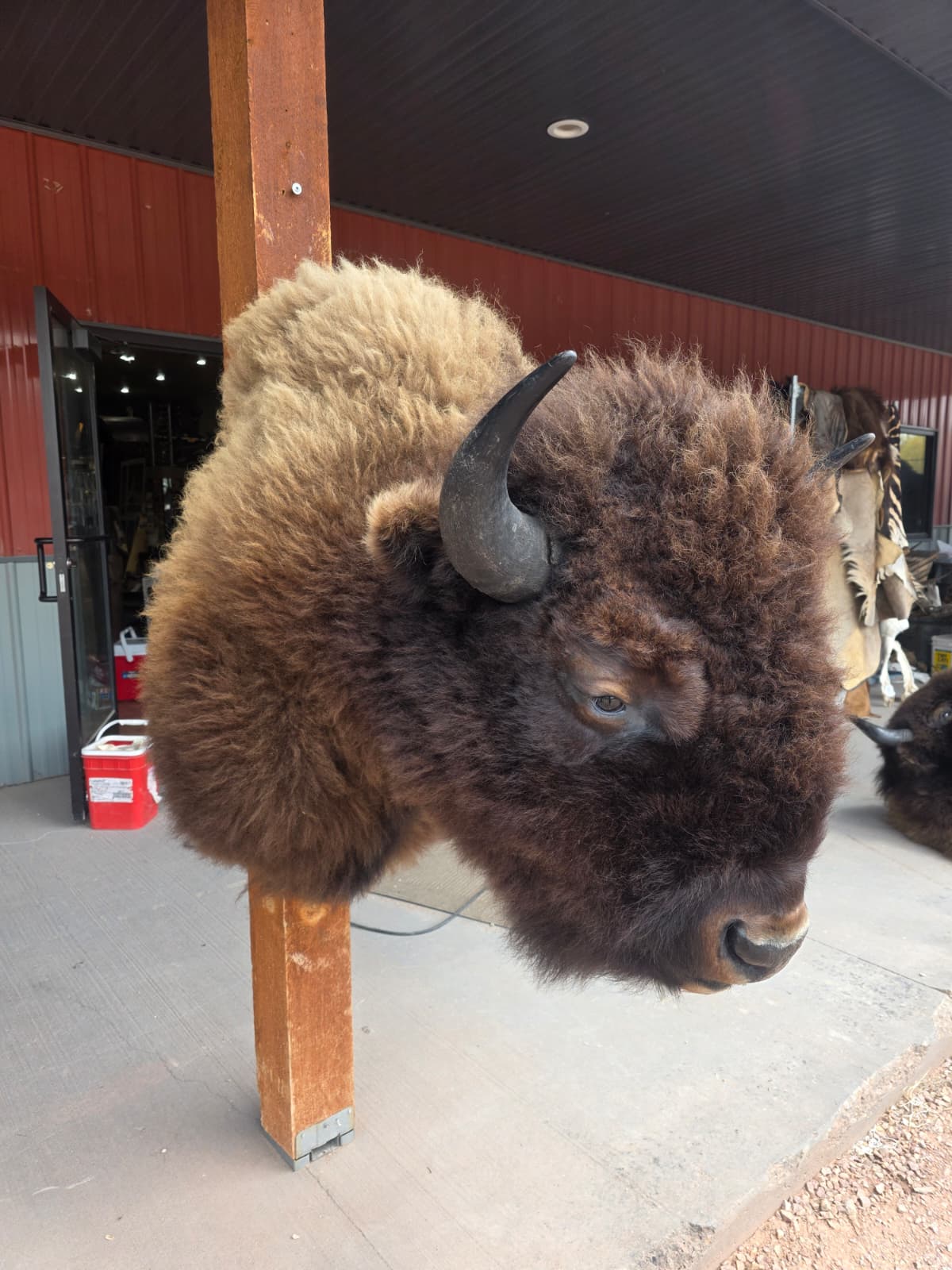 FHAUBF2 - North American Buffalo / Bison Shoulder Mount Taxidermy