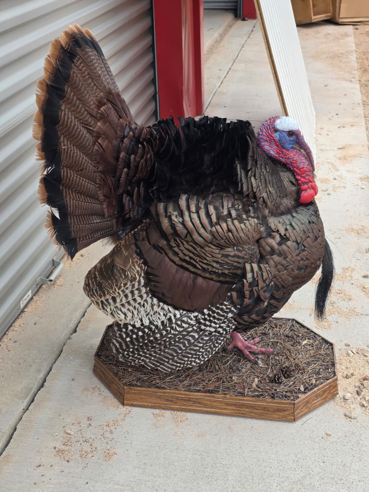 Fhcm82A - Strutting Turkey Taxidermy Mount – 92.8” Majestic Display