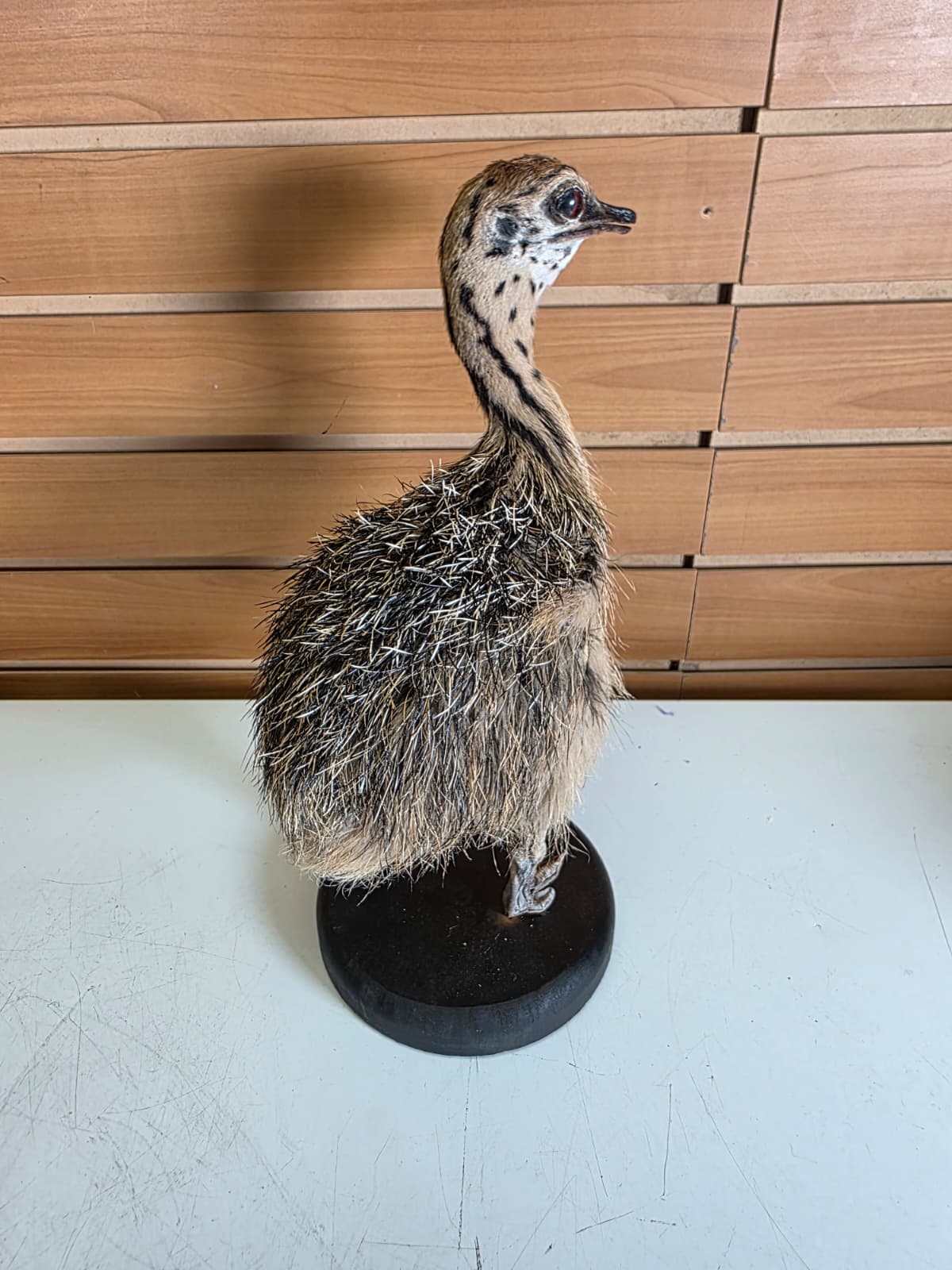 Fhyen13 - Baby Ostrich Taxidermy Mount – Lifelike Display Piece