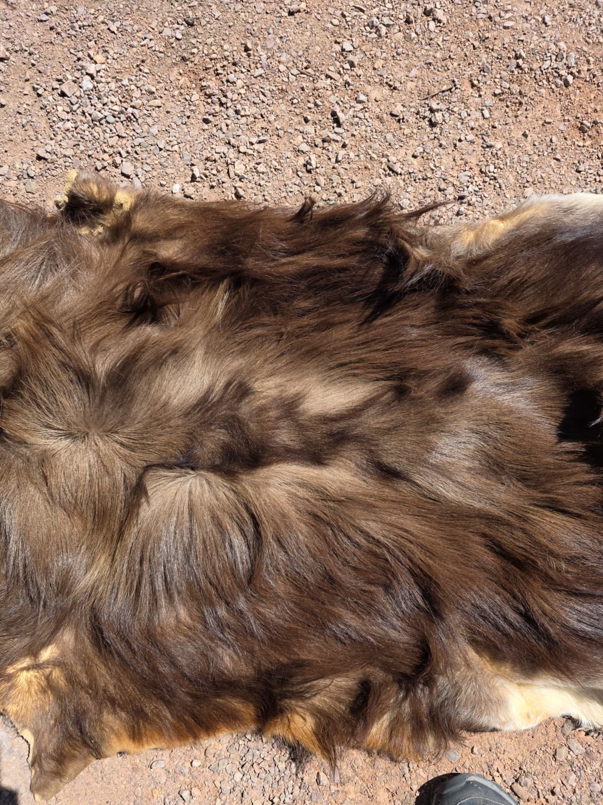 Jtv447 - Himalayan Tahr hide